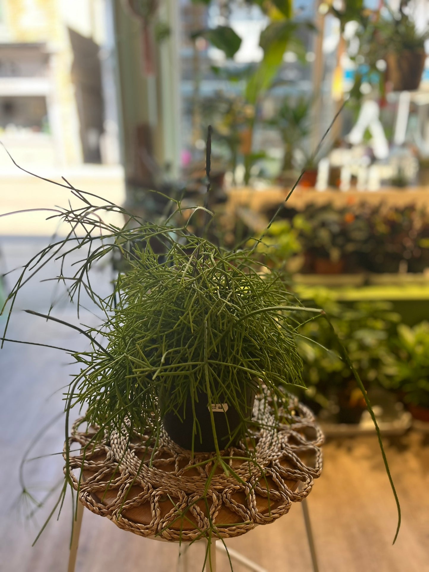 Mistletoe Cacti