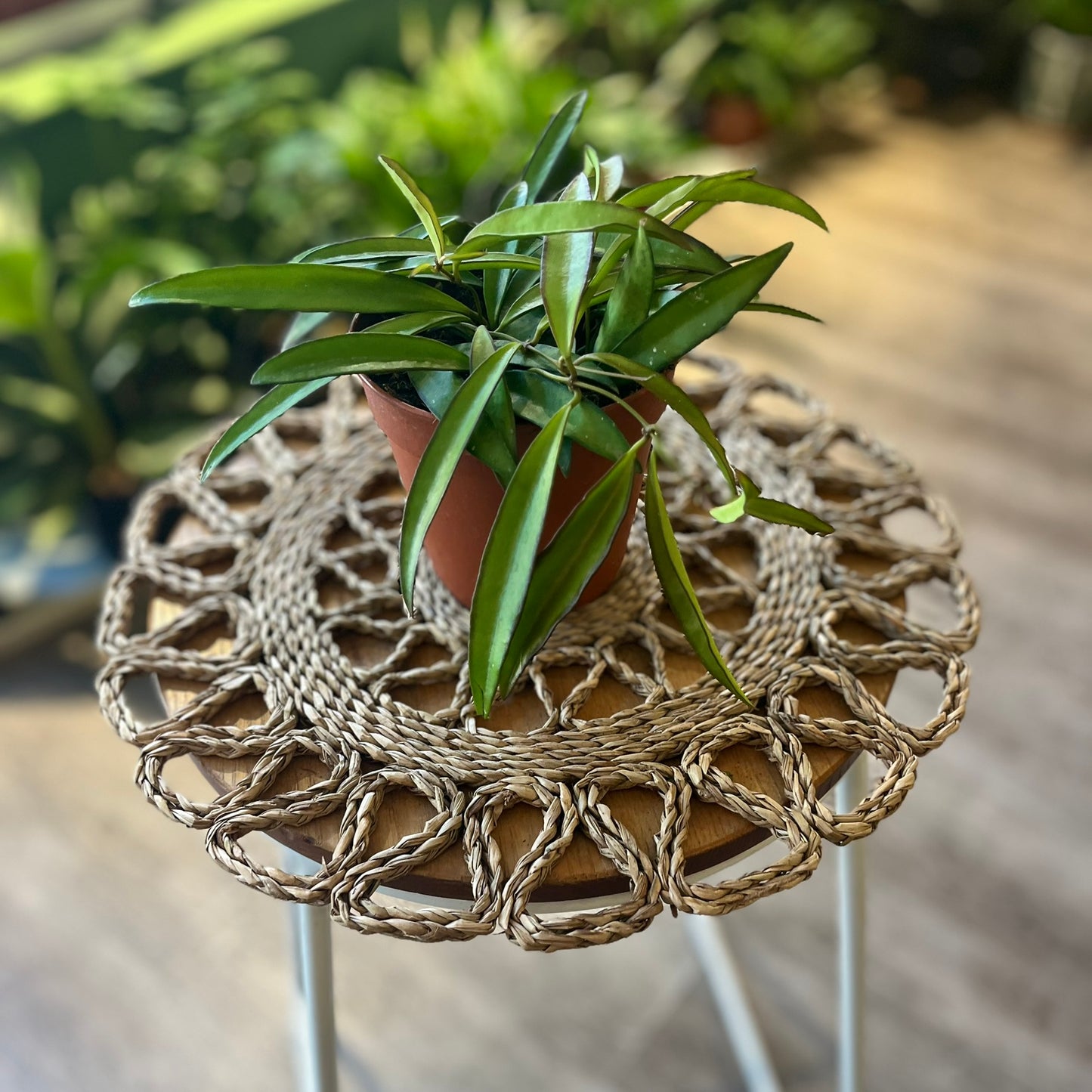 Hoya Wayettii