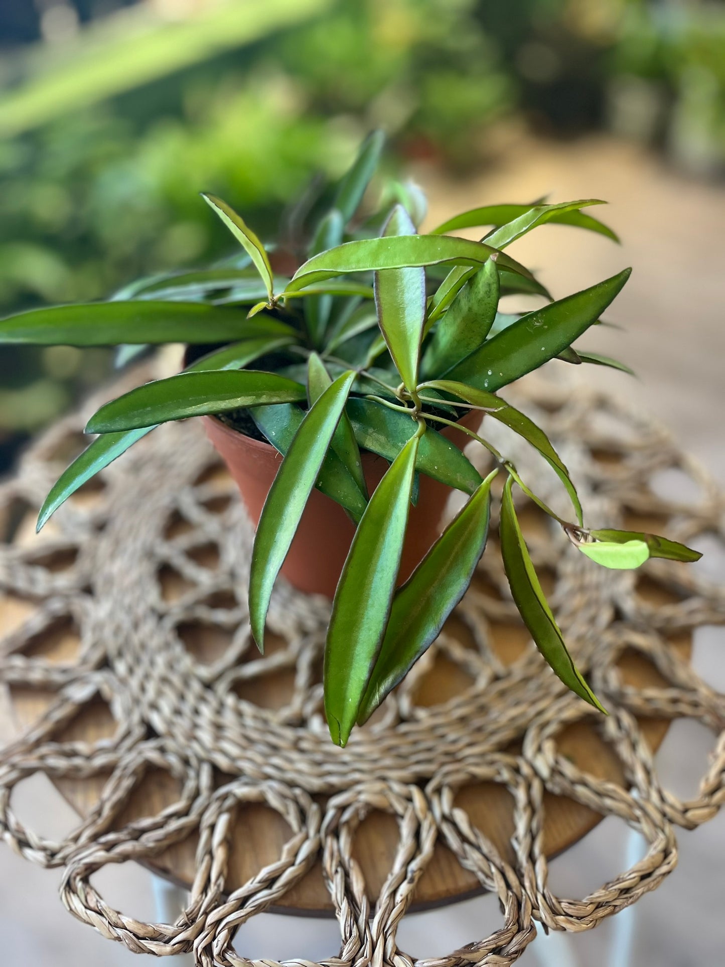 Hoya Wayettii