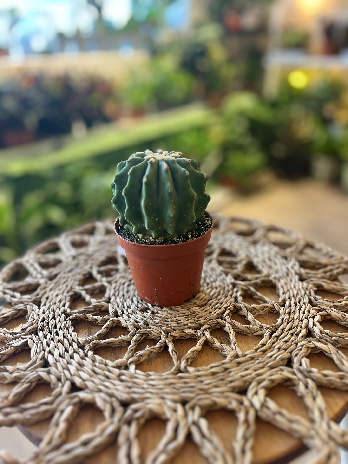 Ferocactus Glaucescends Inermis