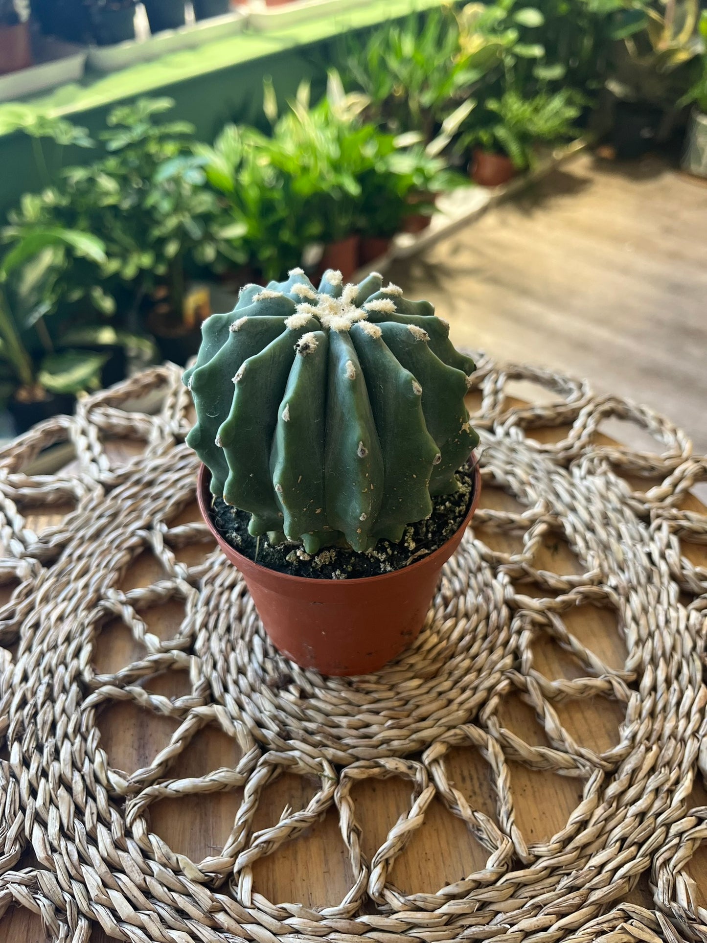 Ferocactus Glaucescends Inermis