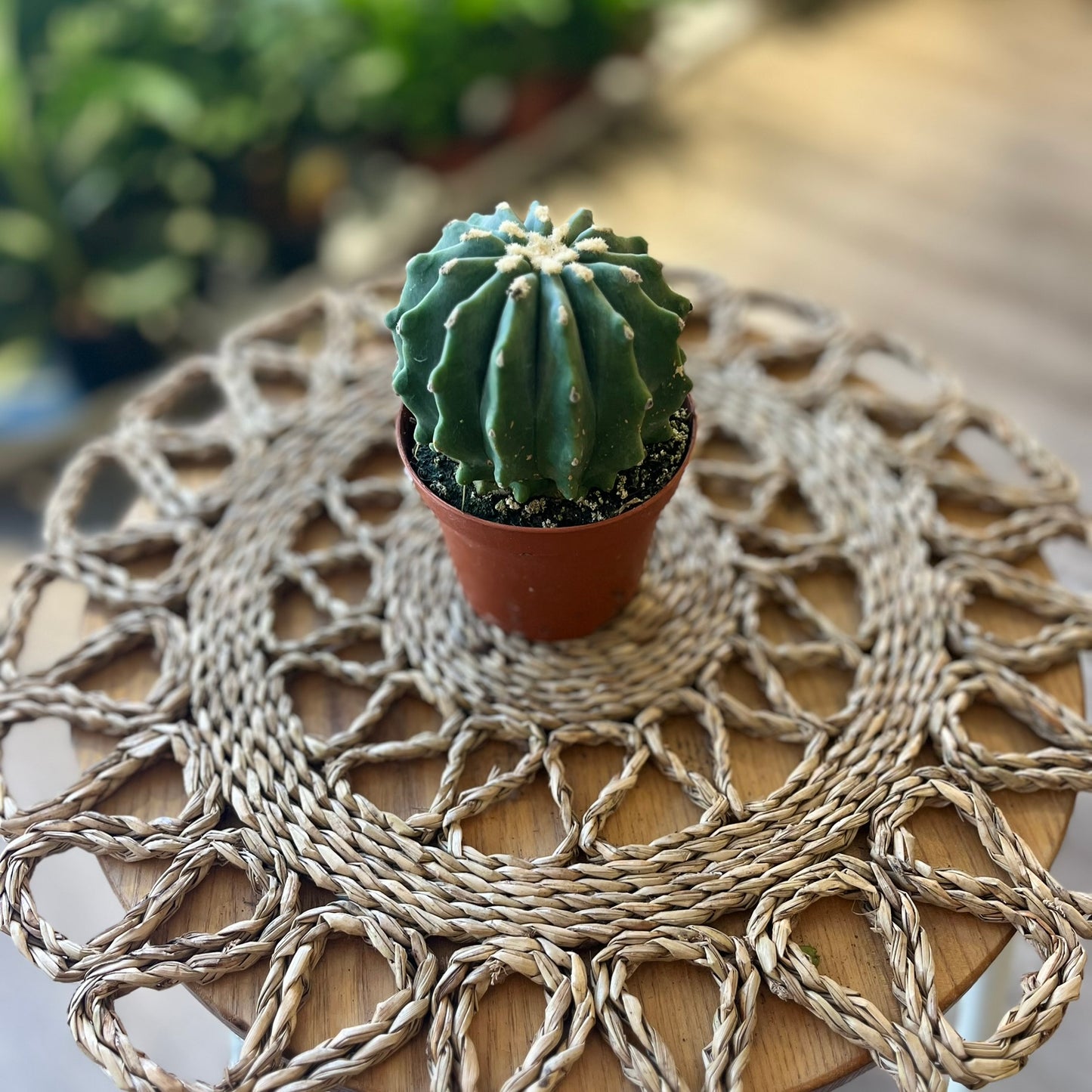Ferocactus Glaucescends Inermis
