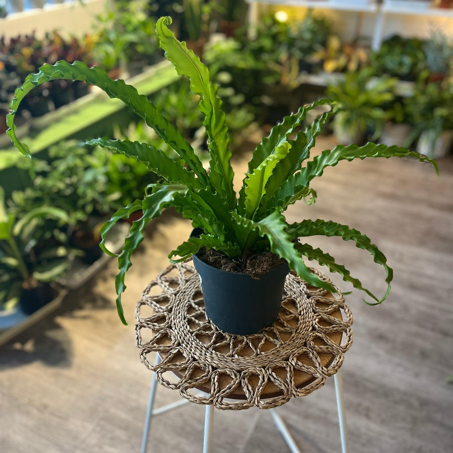 Asplenium antiquum