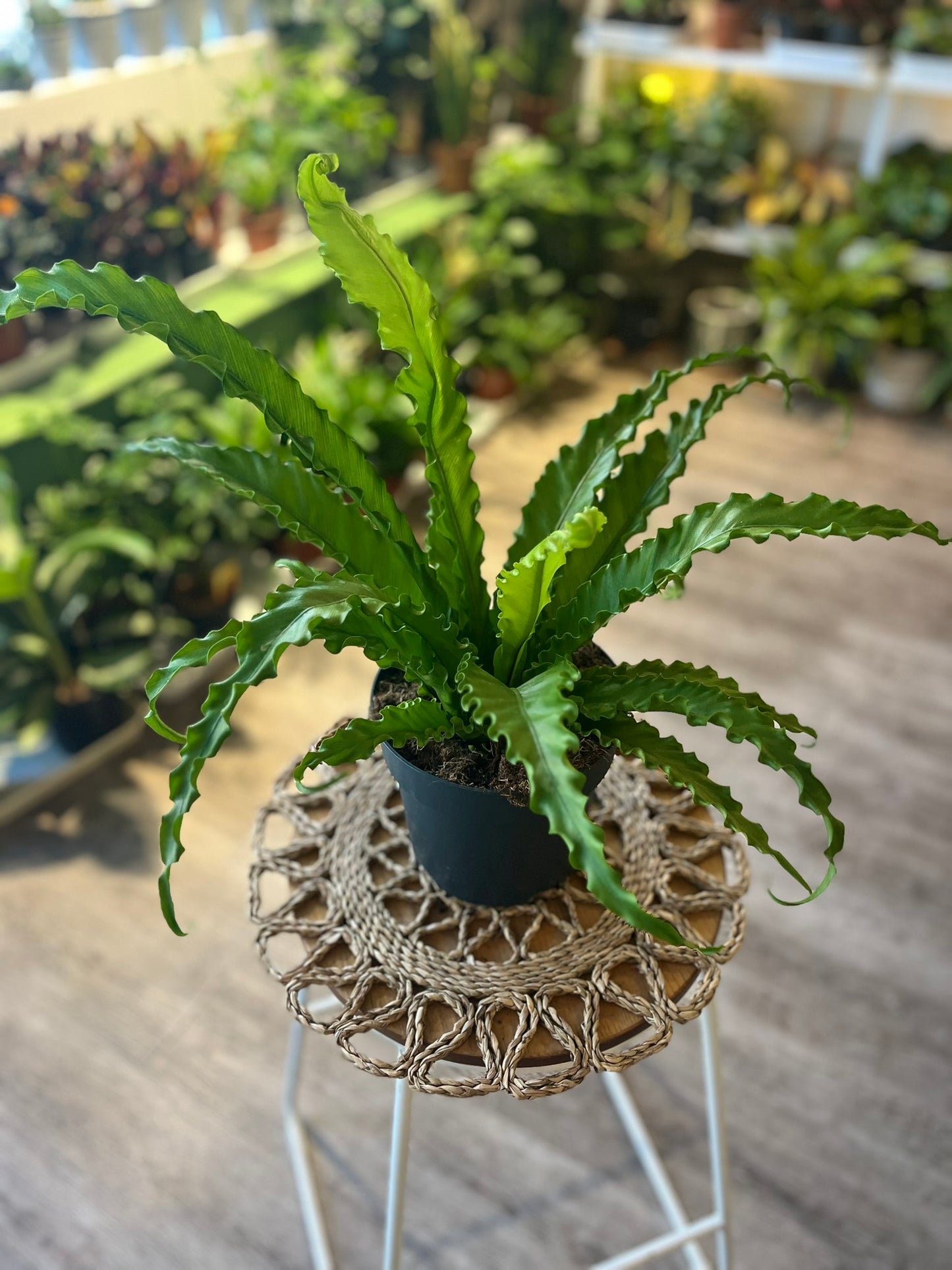 Asplenium antiquum