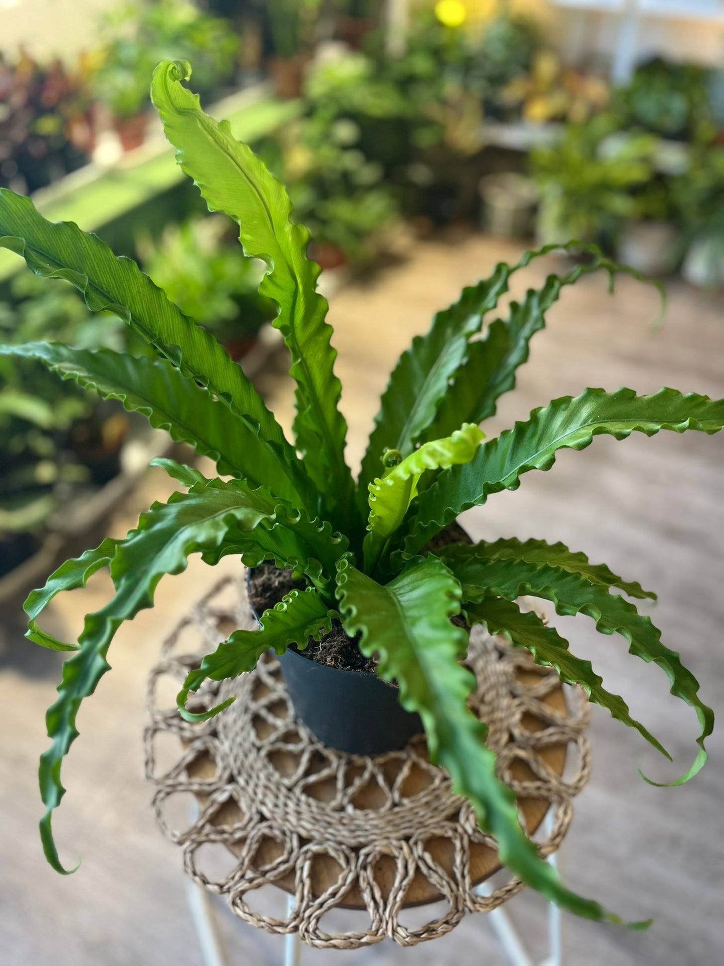 Asplenium antiquum
