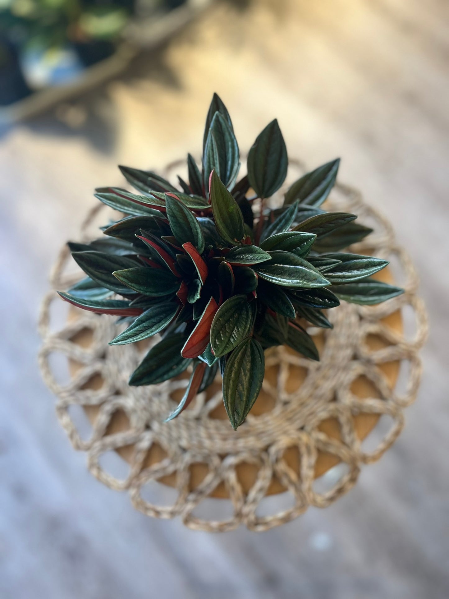 Peperomia caperata