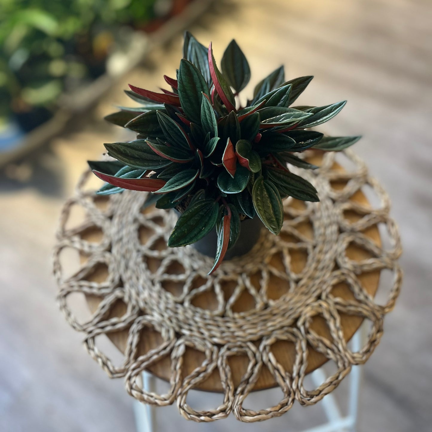 Peperomia caperata