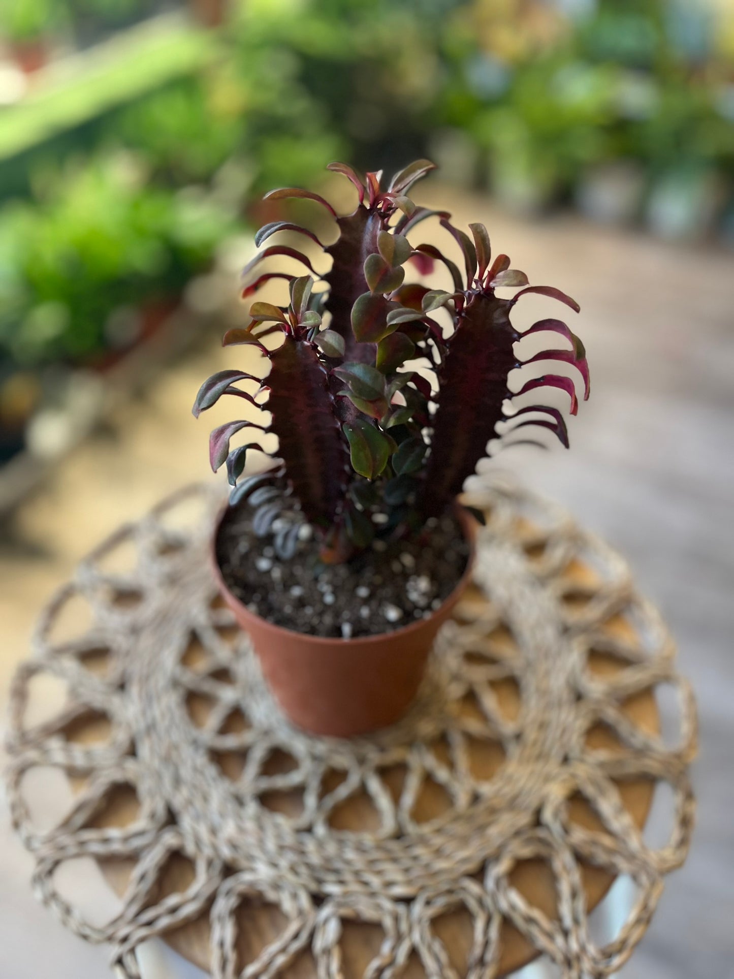 Euphorbia Trigona Rubra