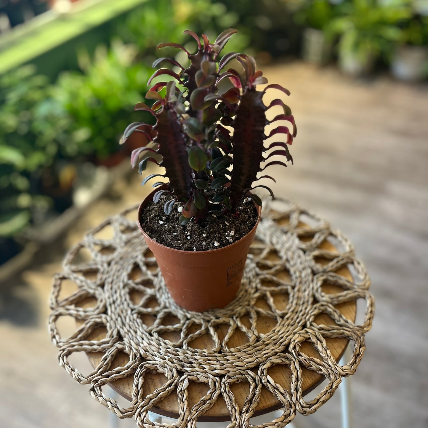 Euphorbia Trigona Rubra