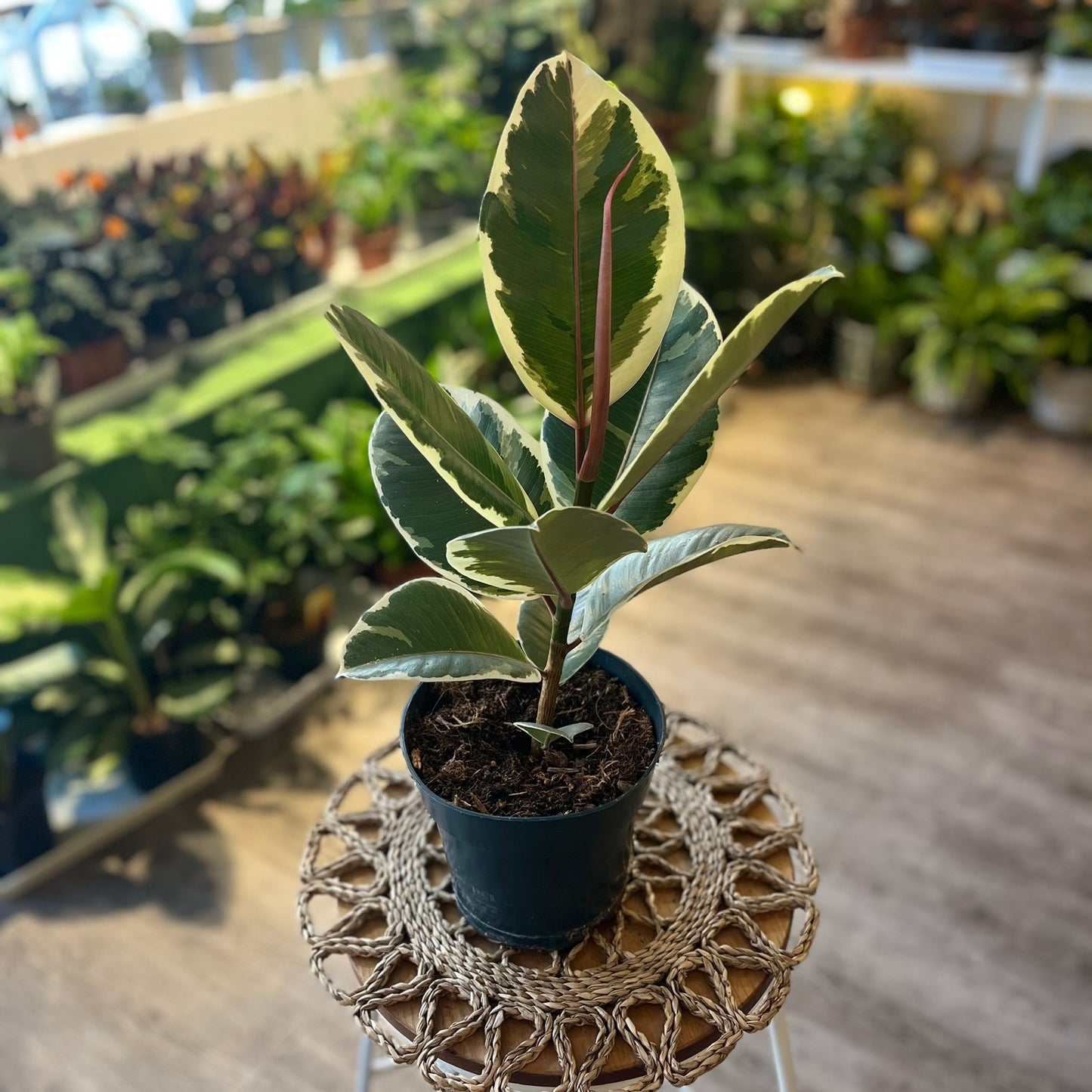Ficus Elastica