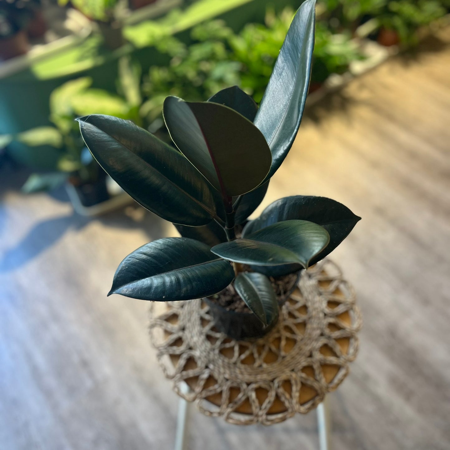 Ficus Elastica