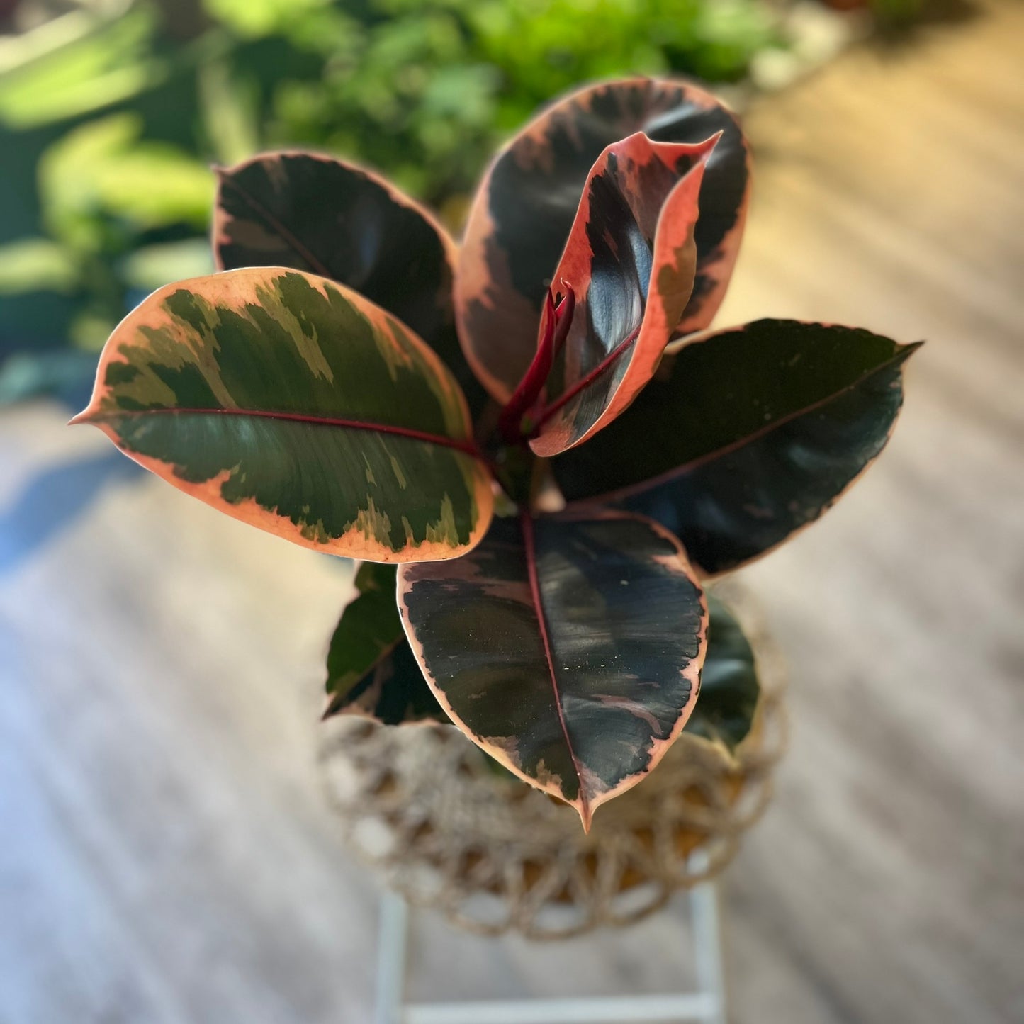 Ficus Elastica