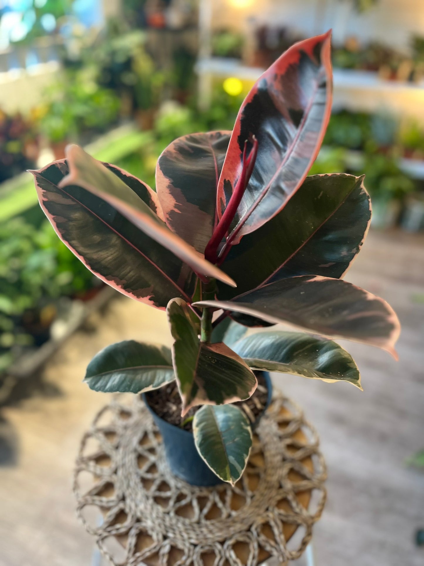 Ficus Elastica