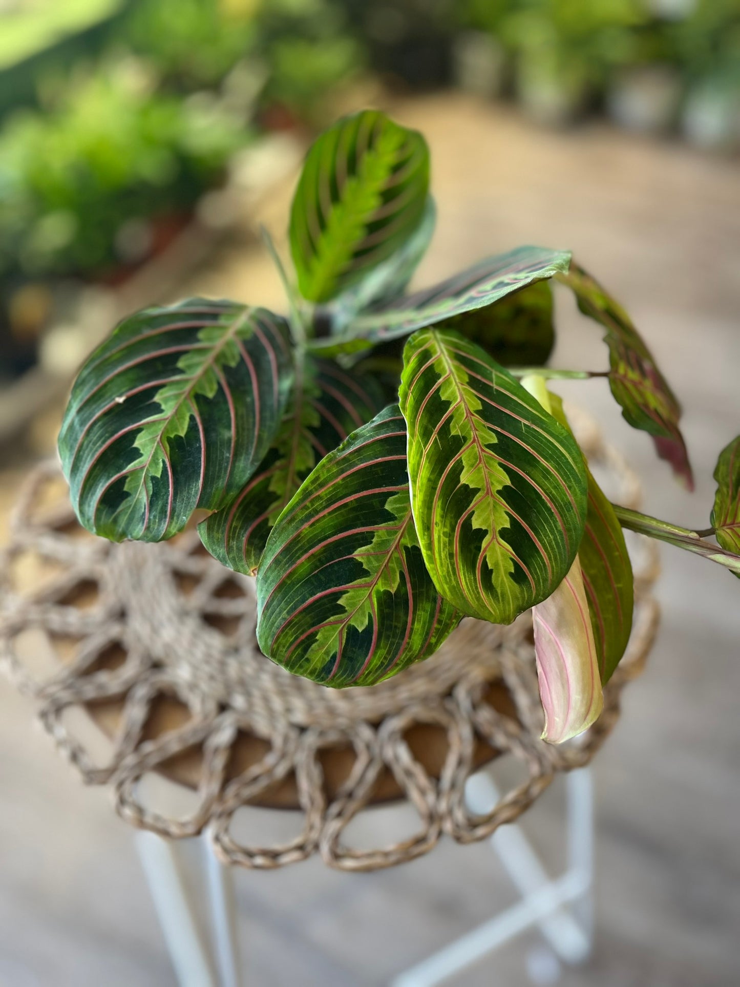Herringbone Plant