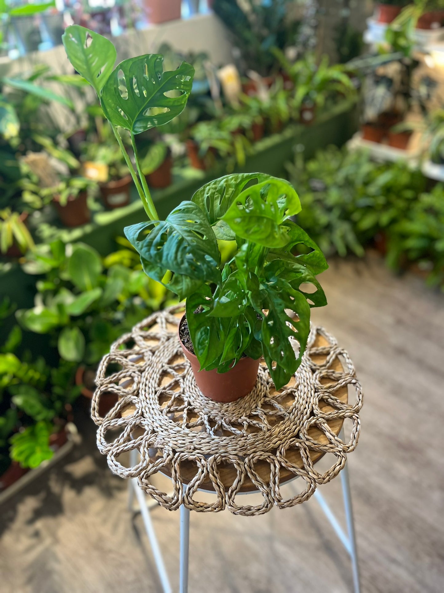 Monstera adansonii