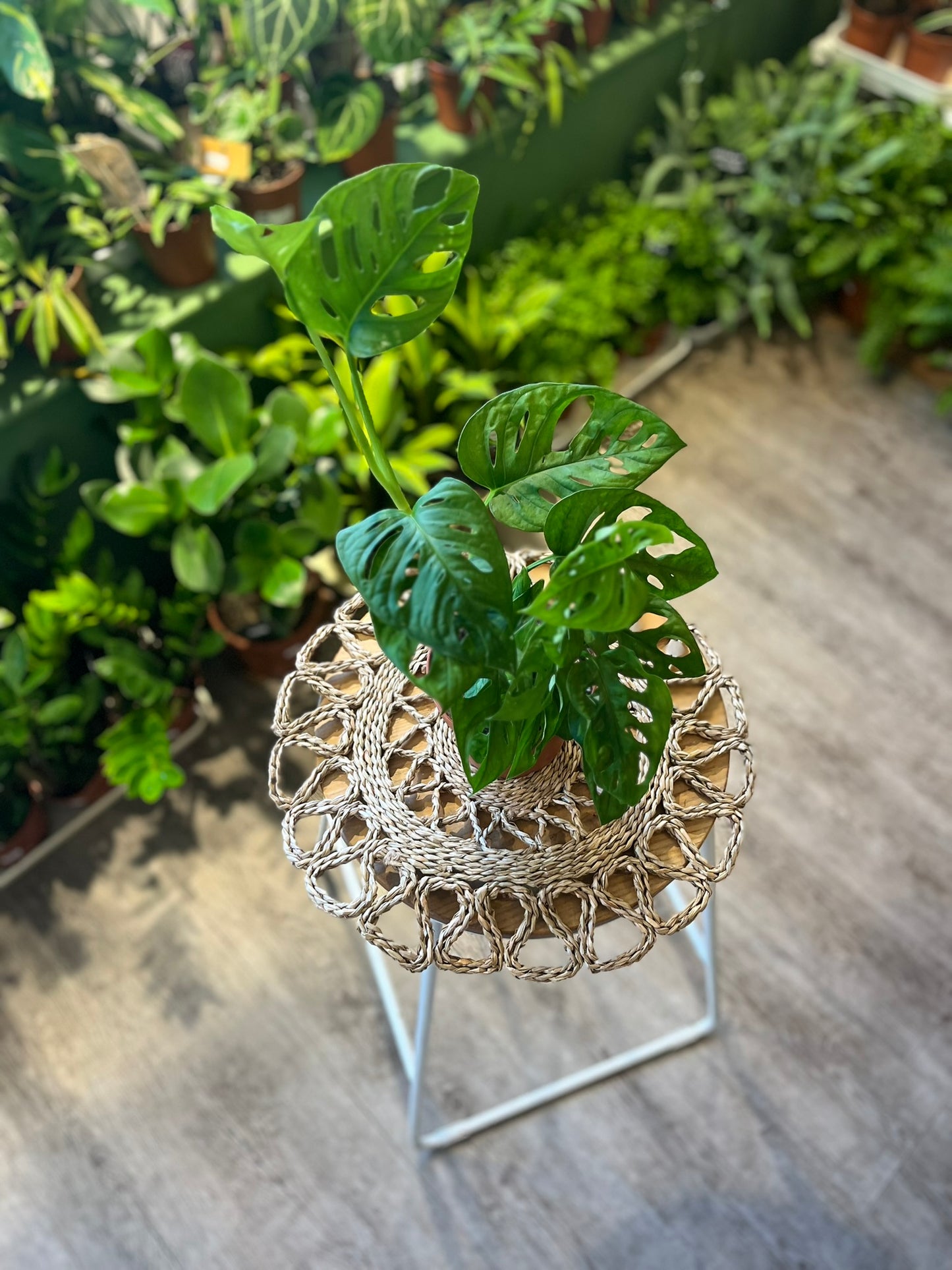 Monstera adansonii