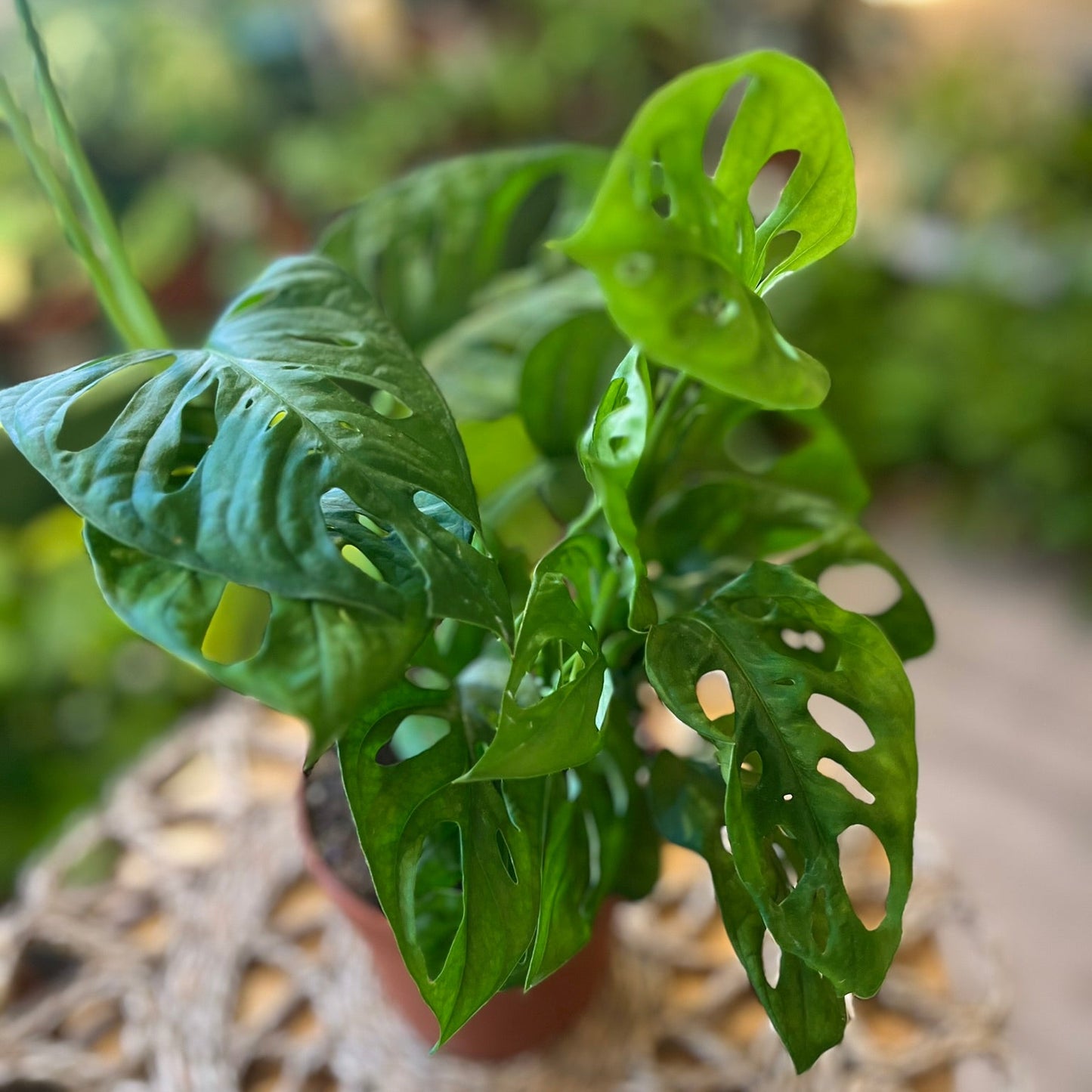 Monstera adansonii