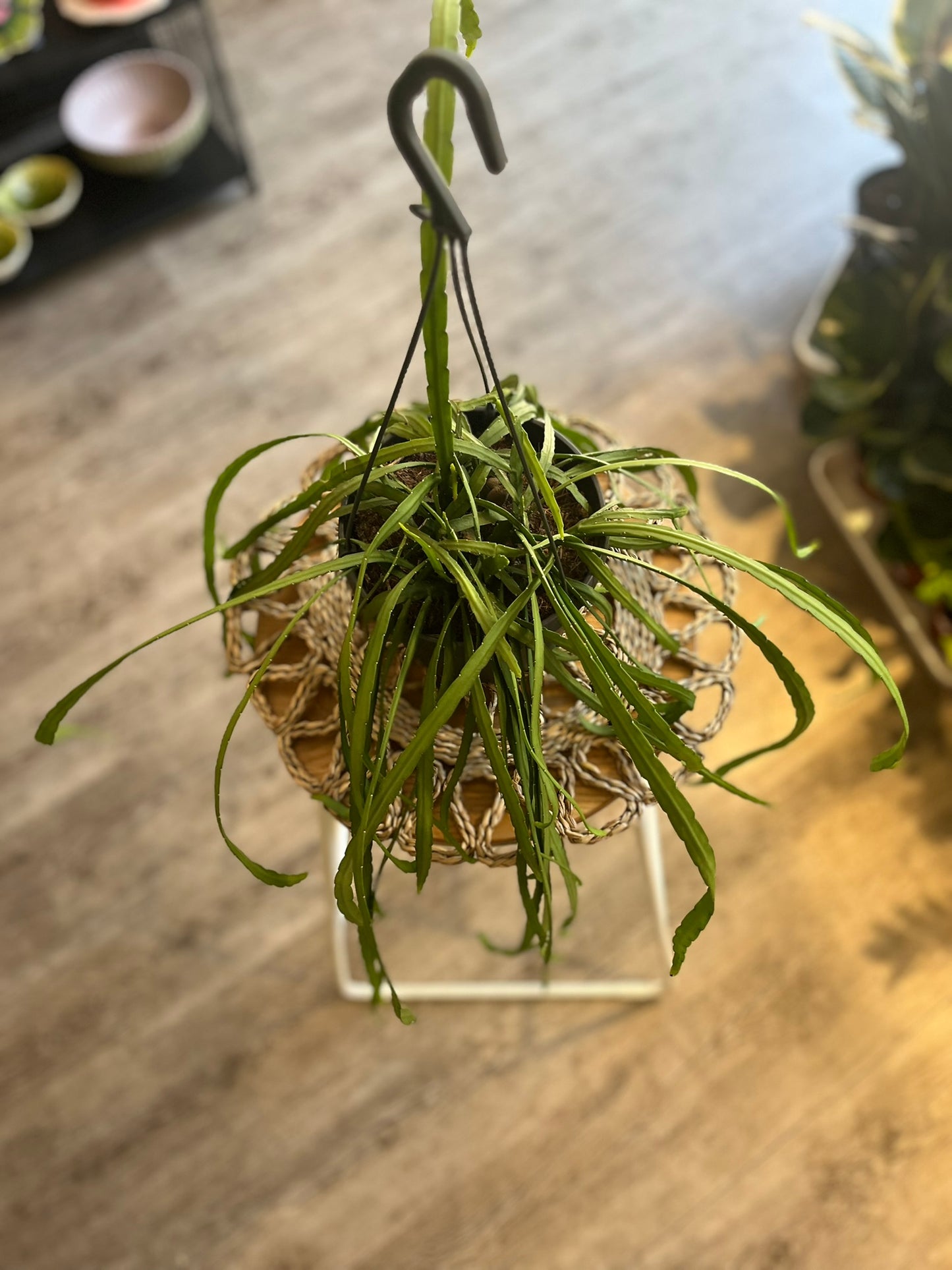 Lepismium Bolivianum