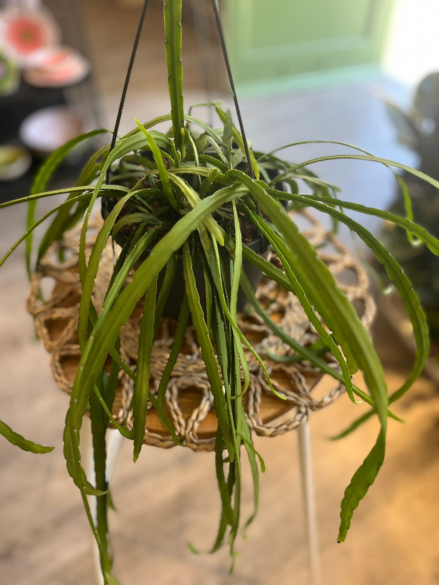 Lepismium Bolivianum