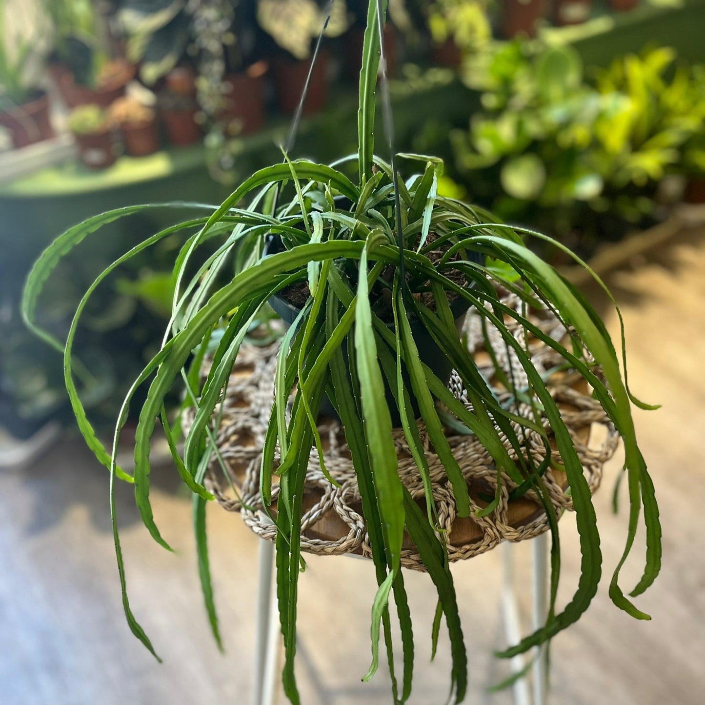 Lepismium Bolivianum on a stand in an indoor setting