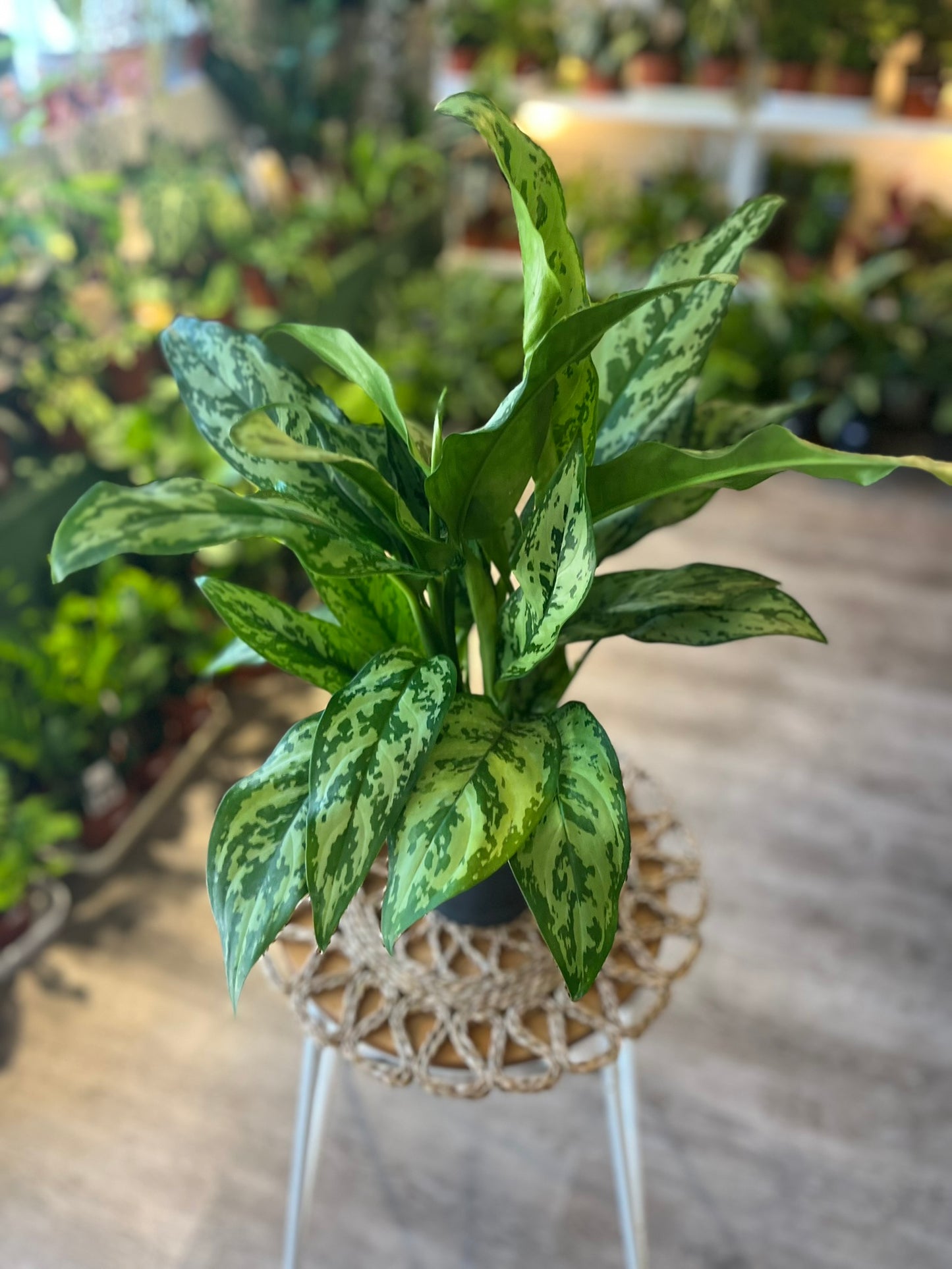 Chinese Evergreen