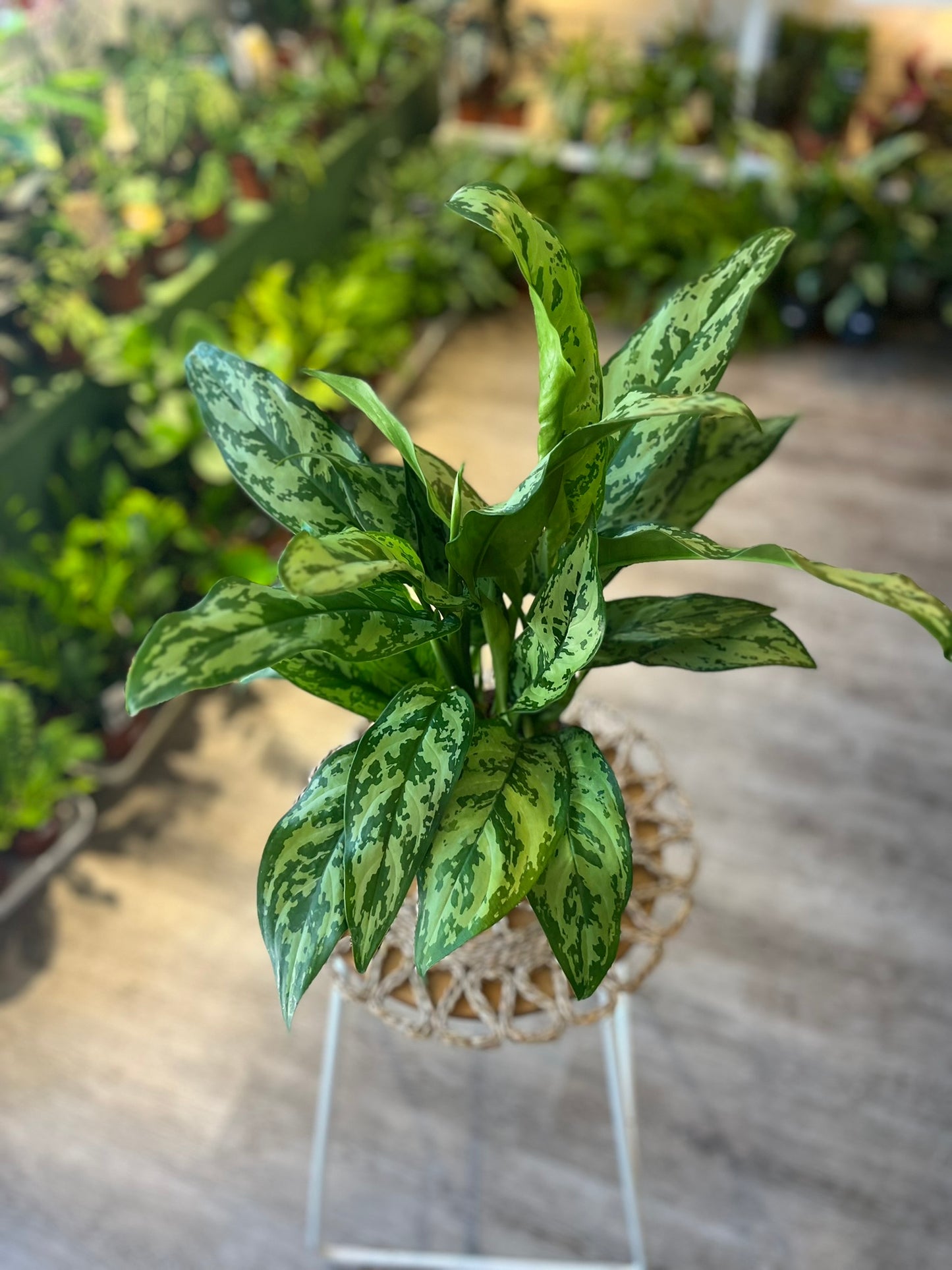 Chinese Evergreen