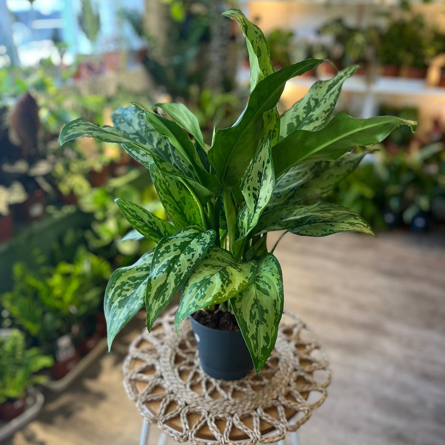 Chinese Evergreen