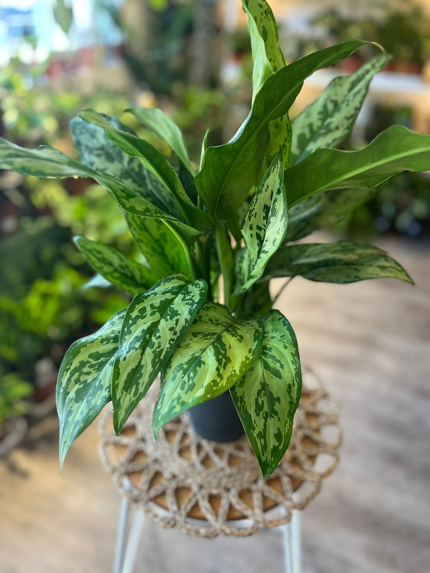 Chinese Evergreen