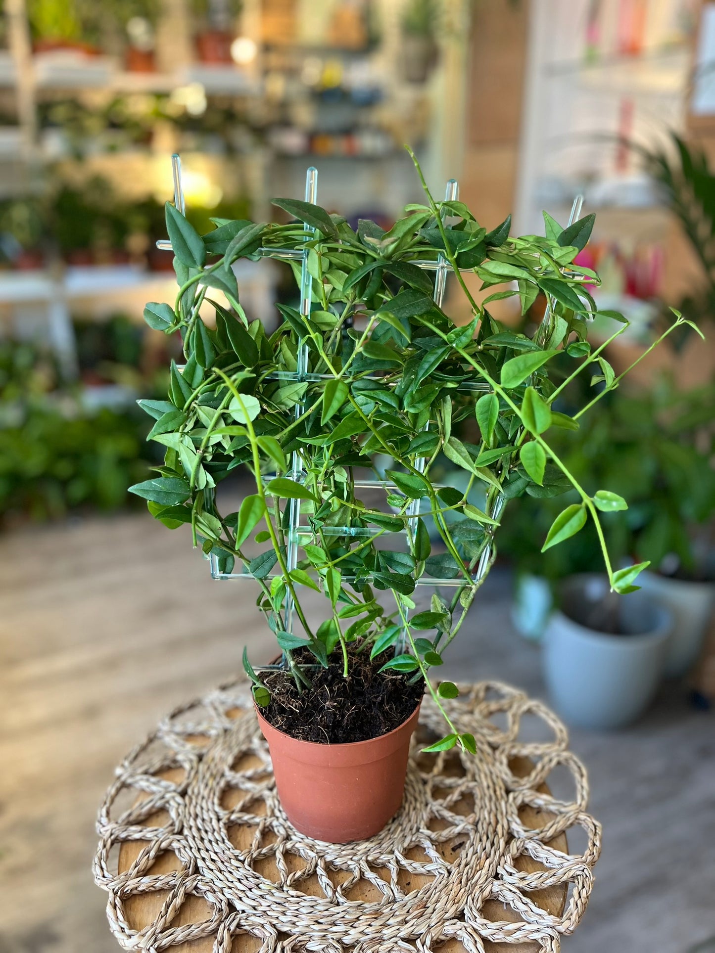 Hoya Bella