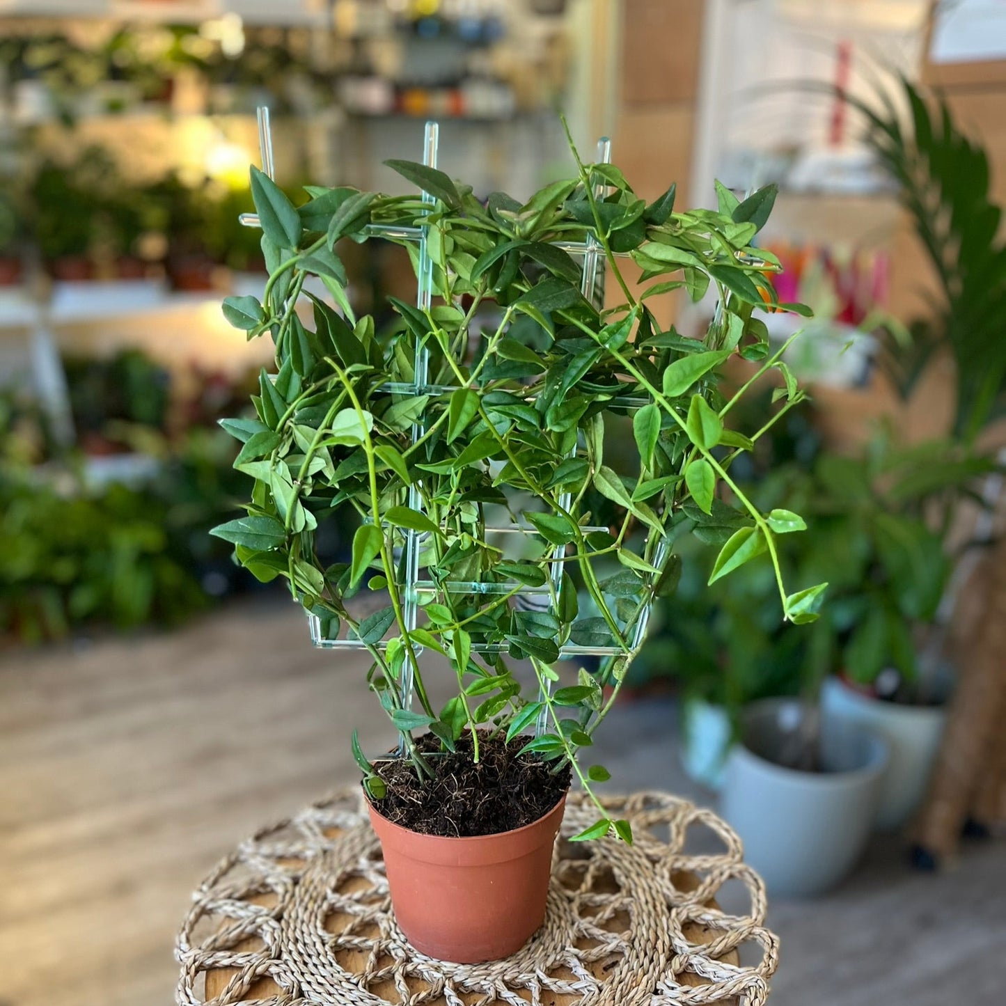 Hoya Bella on a small round stool with a textured surface in an indoor setting