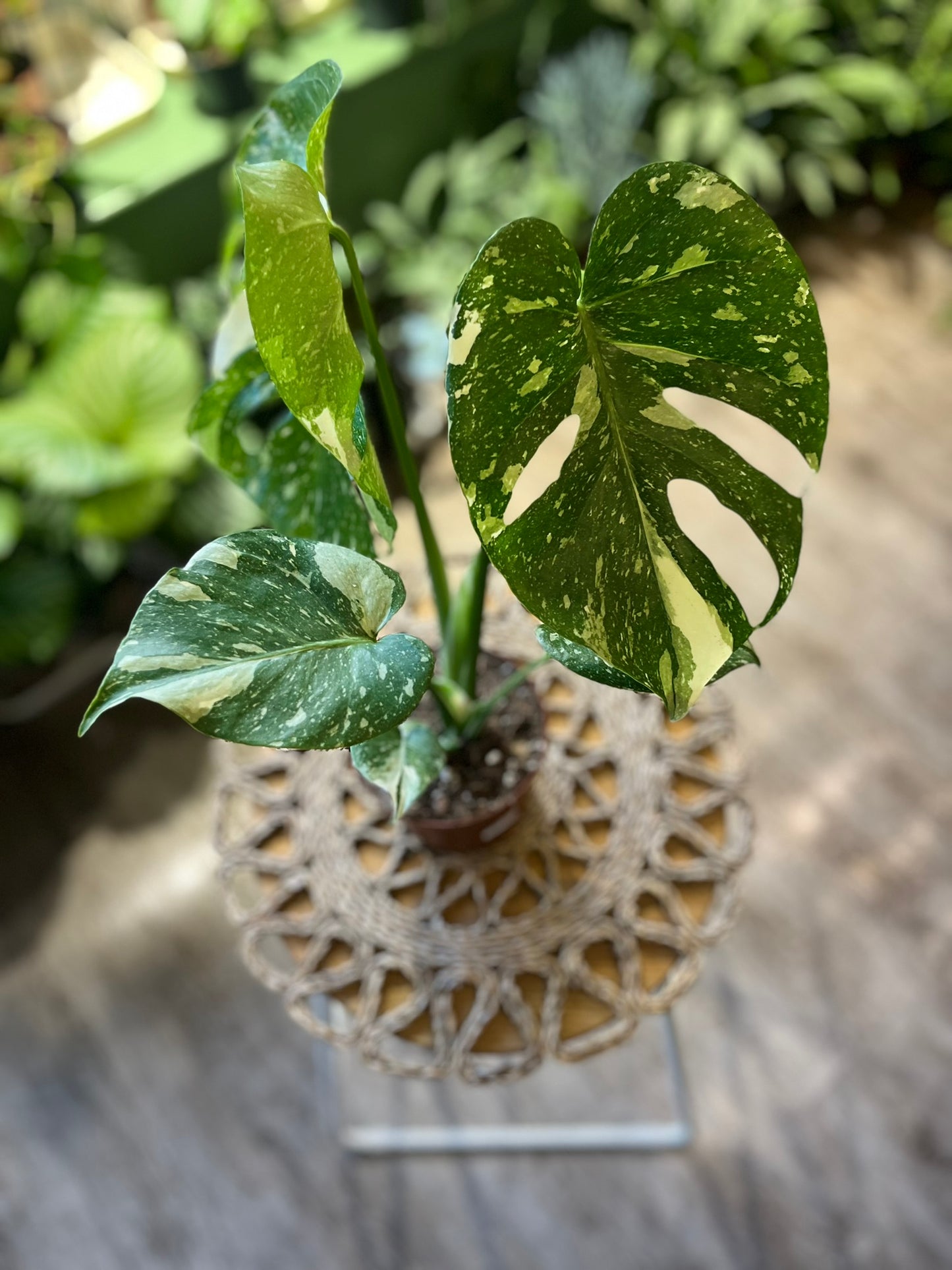 Monstera Thai Consellation