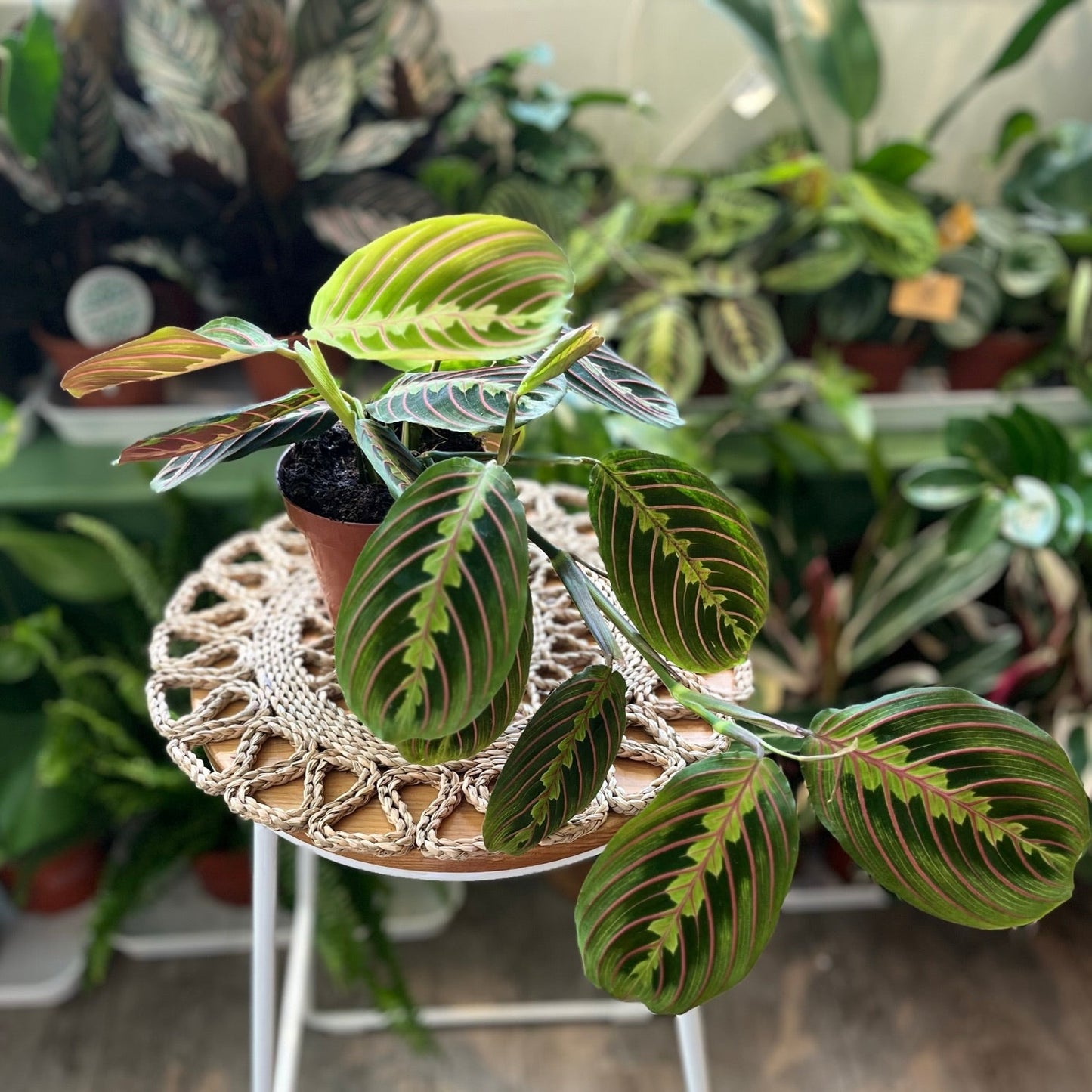 Herringbone Plant