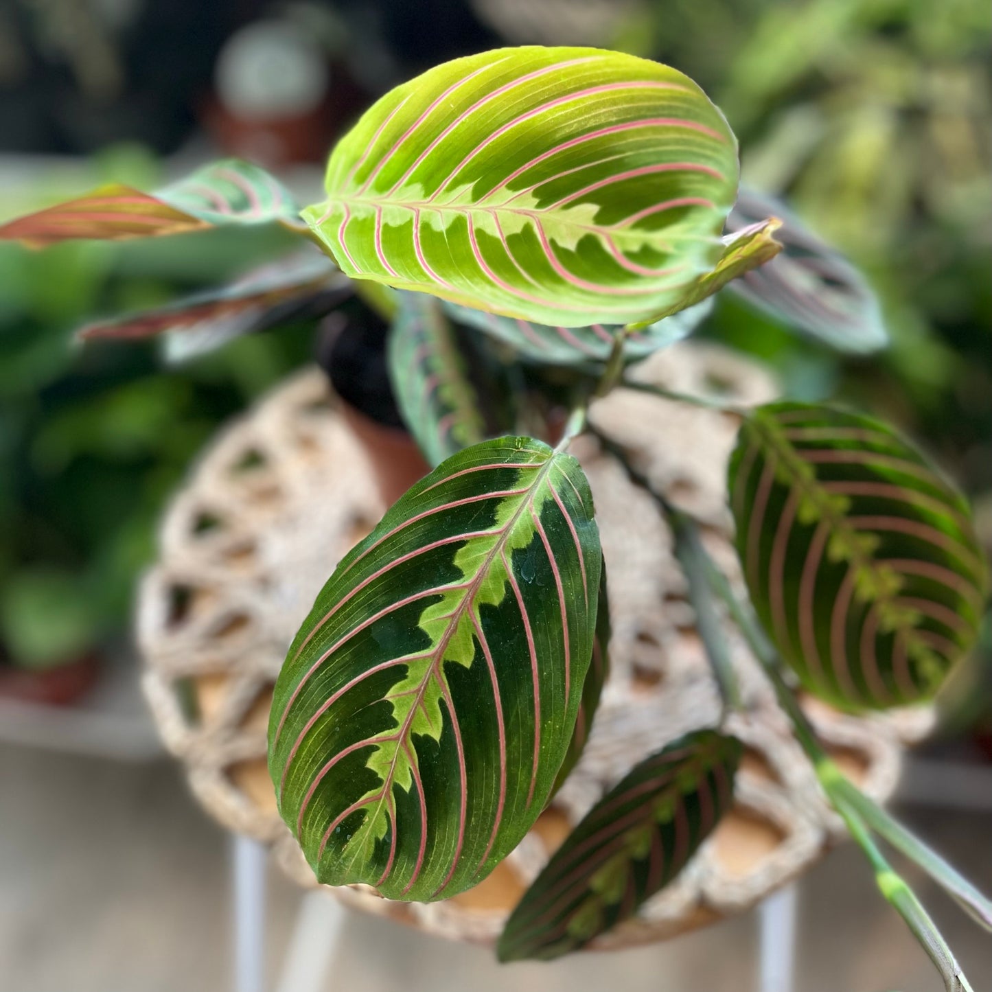Herringbone Plant