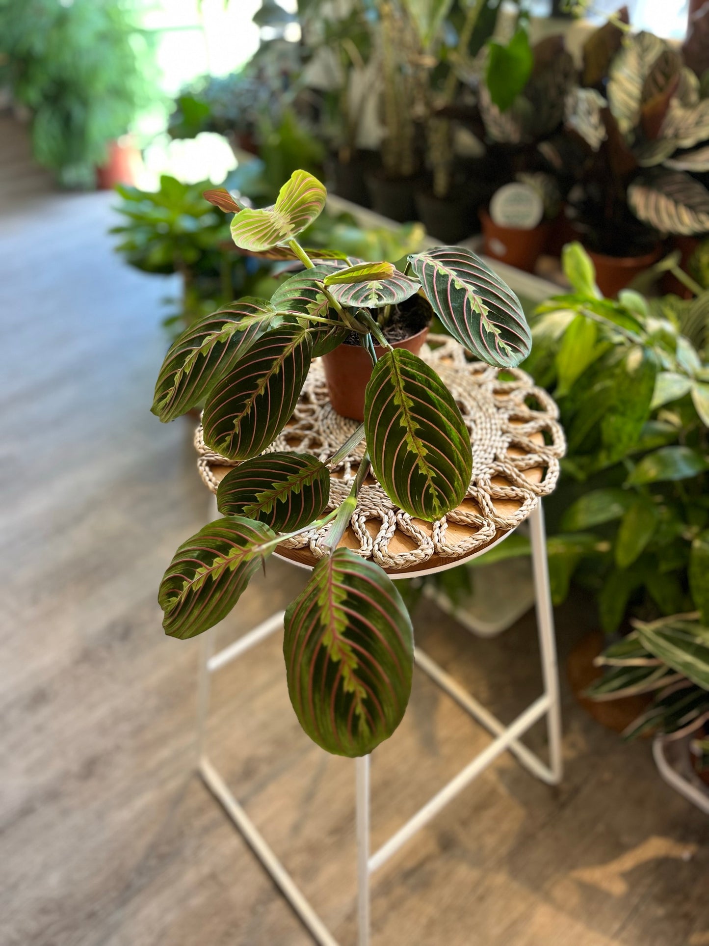 Herringbone Plant