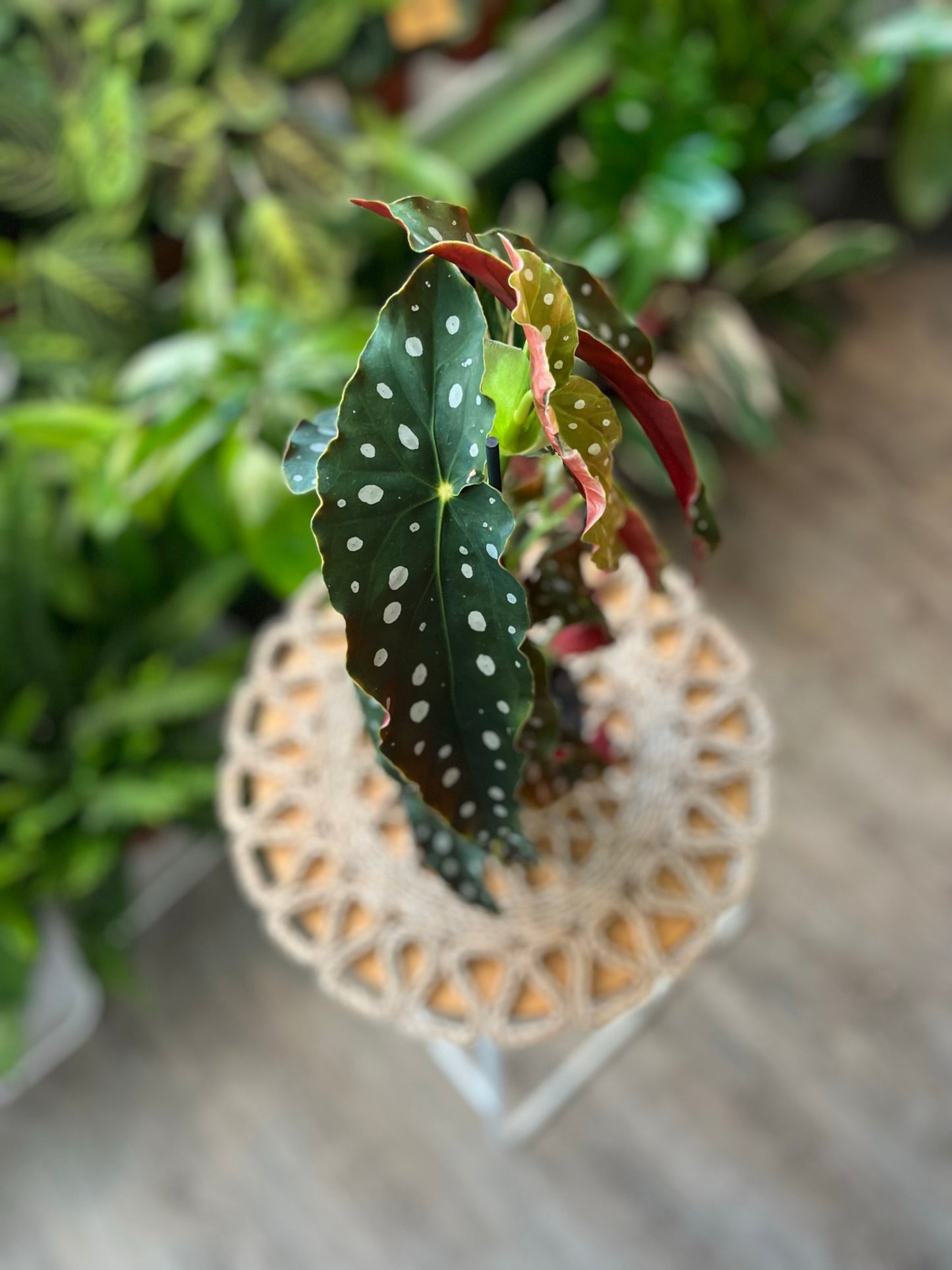 Begonia Maculata