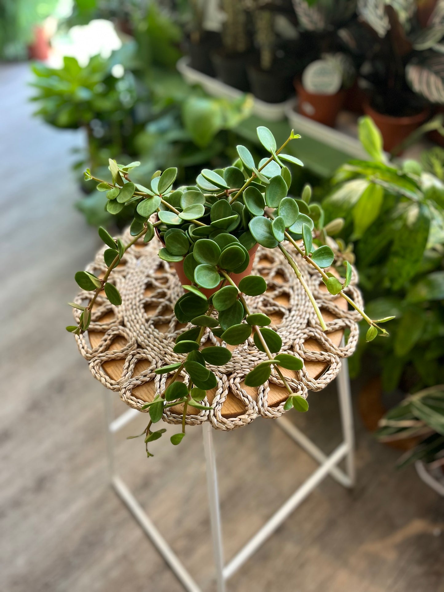 Peperomia Hope