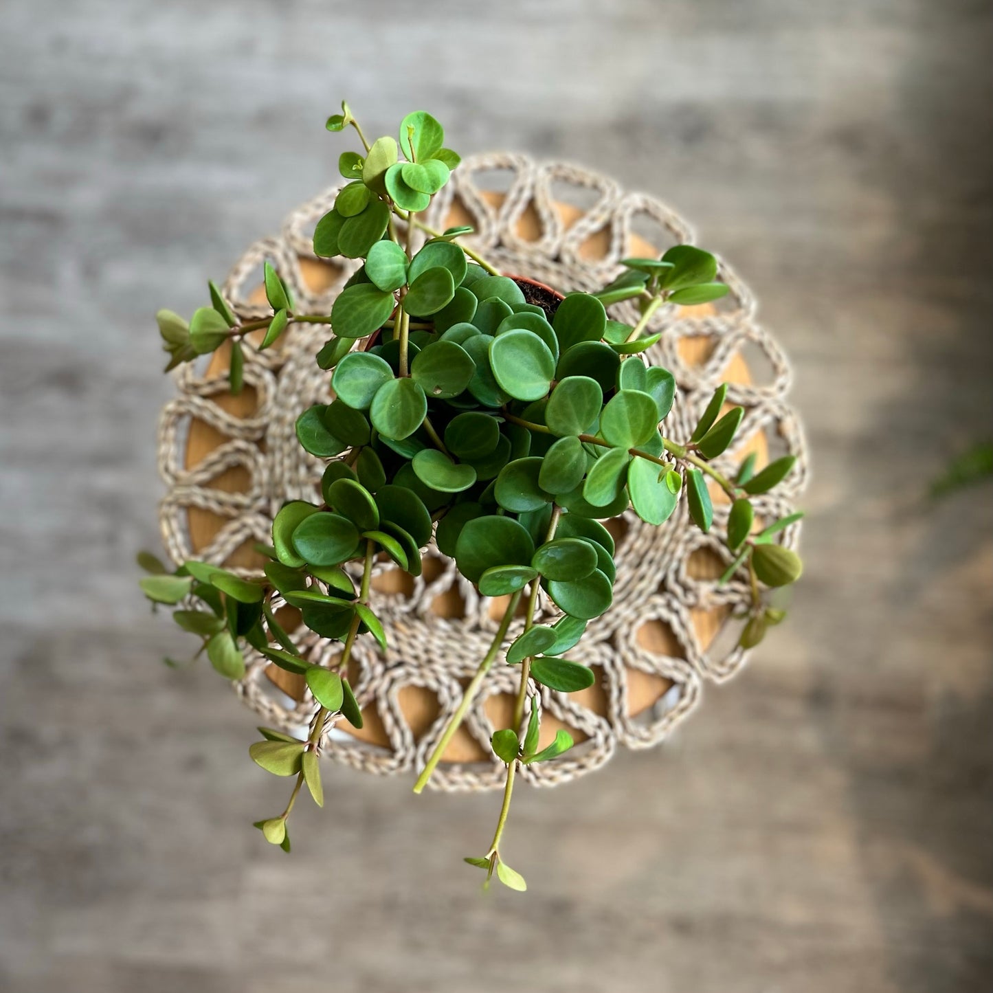 Peperomia Hope