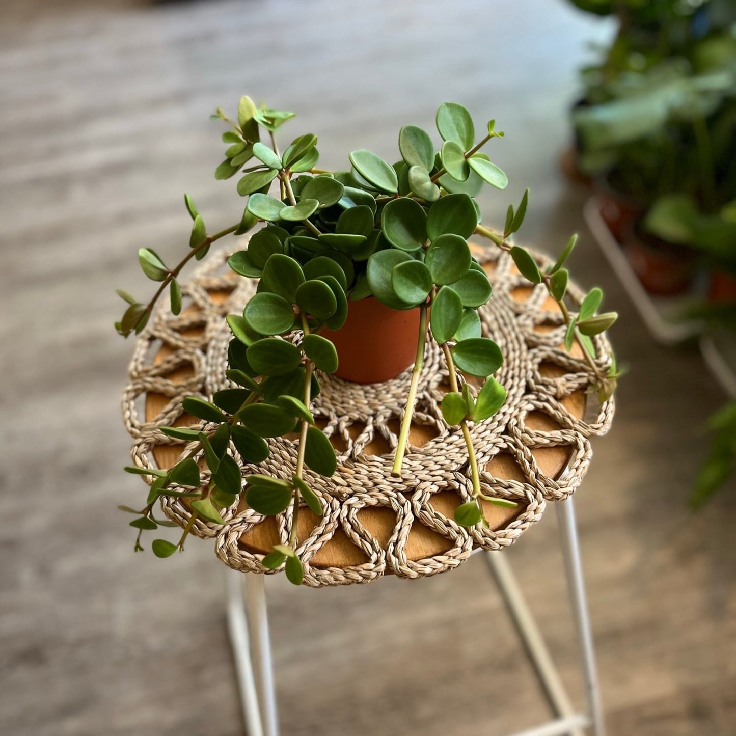 Peperomia Hope