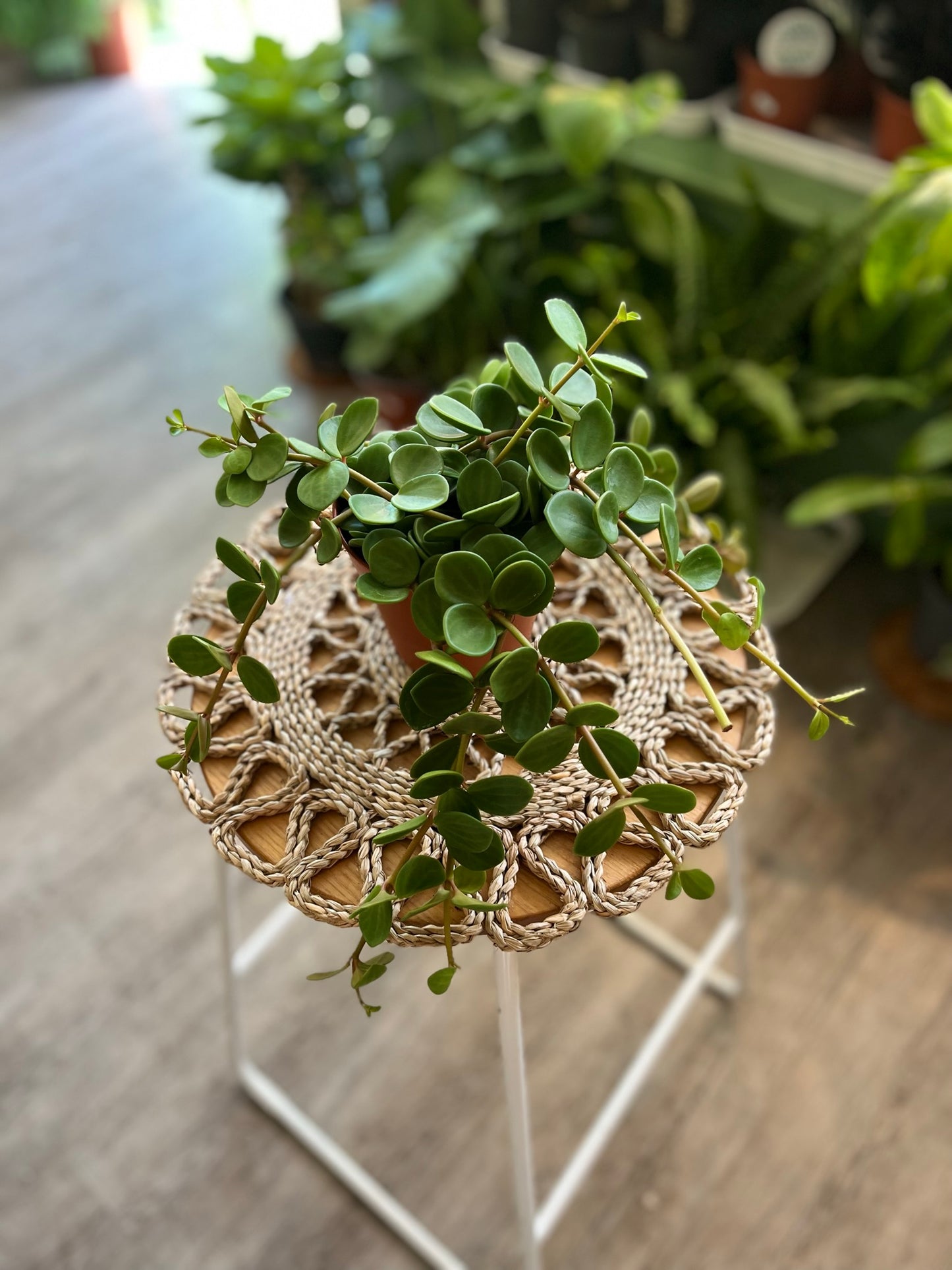 Peperomia Hope