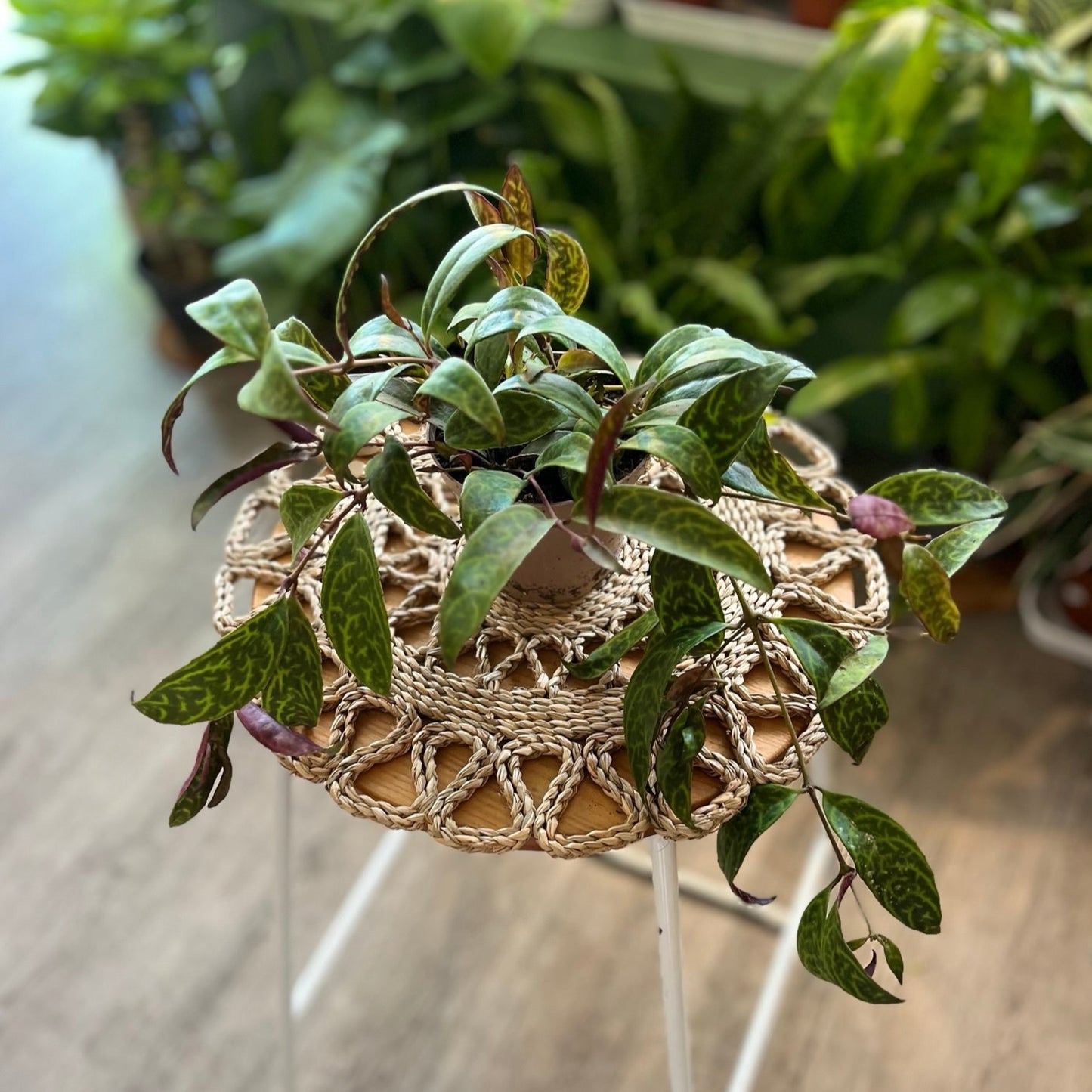 Aeschynanthus