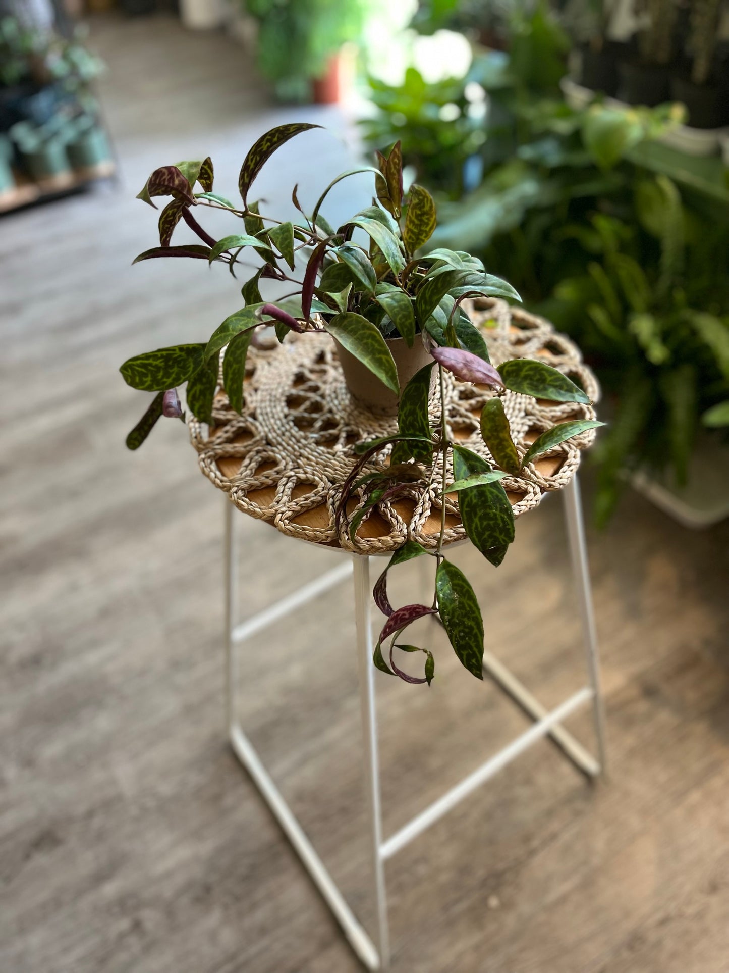 Aeschynanthus