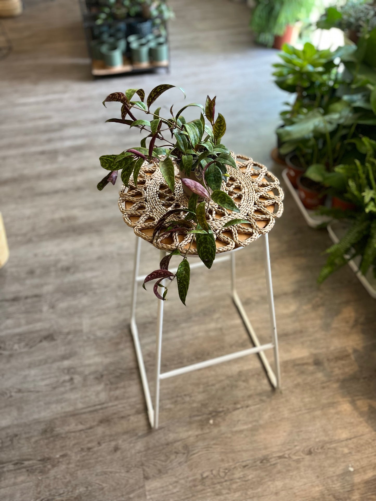 Aeschynanthus