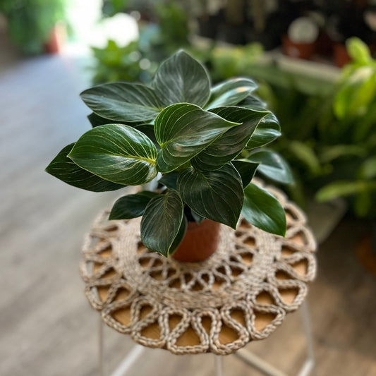 Philodendron White Weave