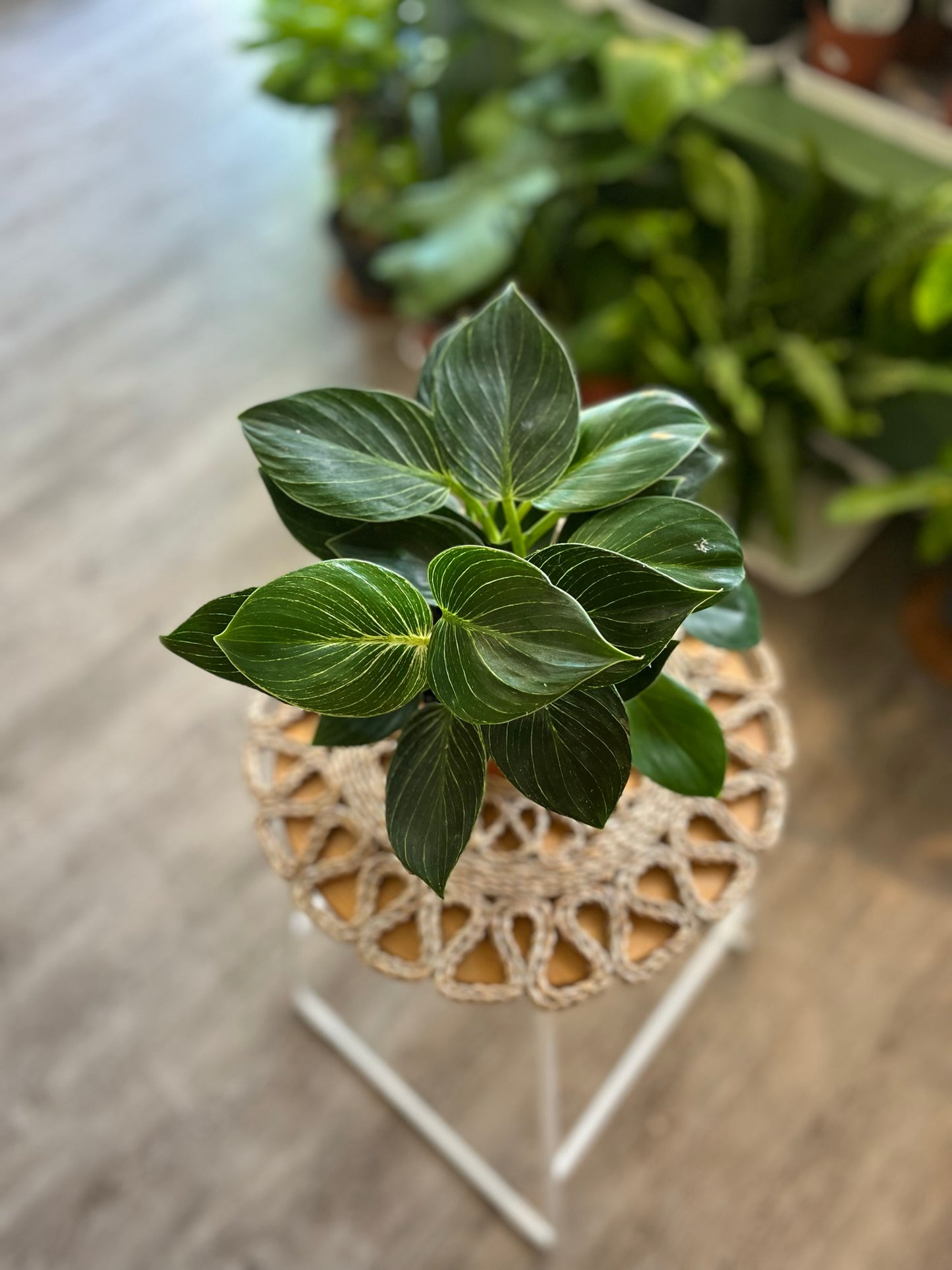 Philodendron White Weave