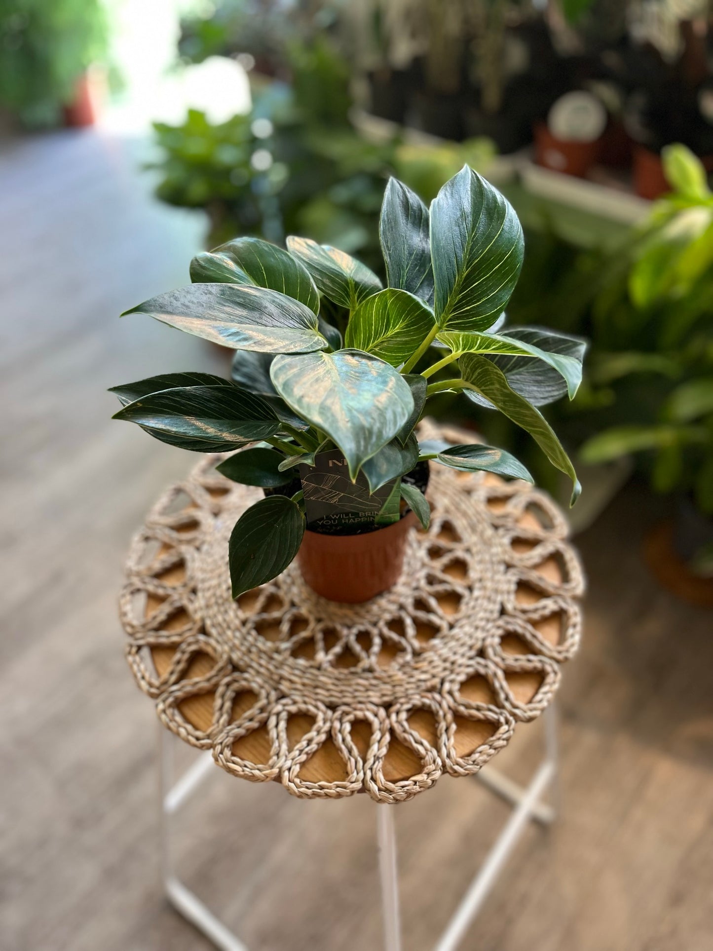 Philodendron White Weave
