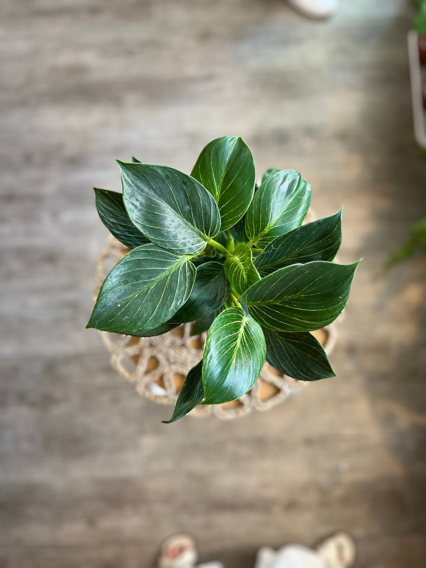 Philodendron White Weave