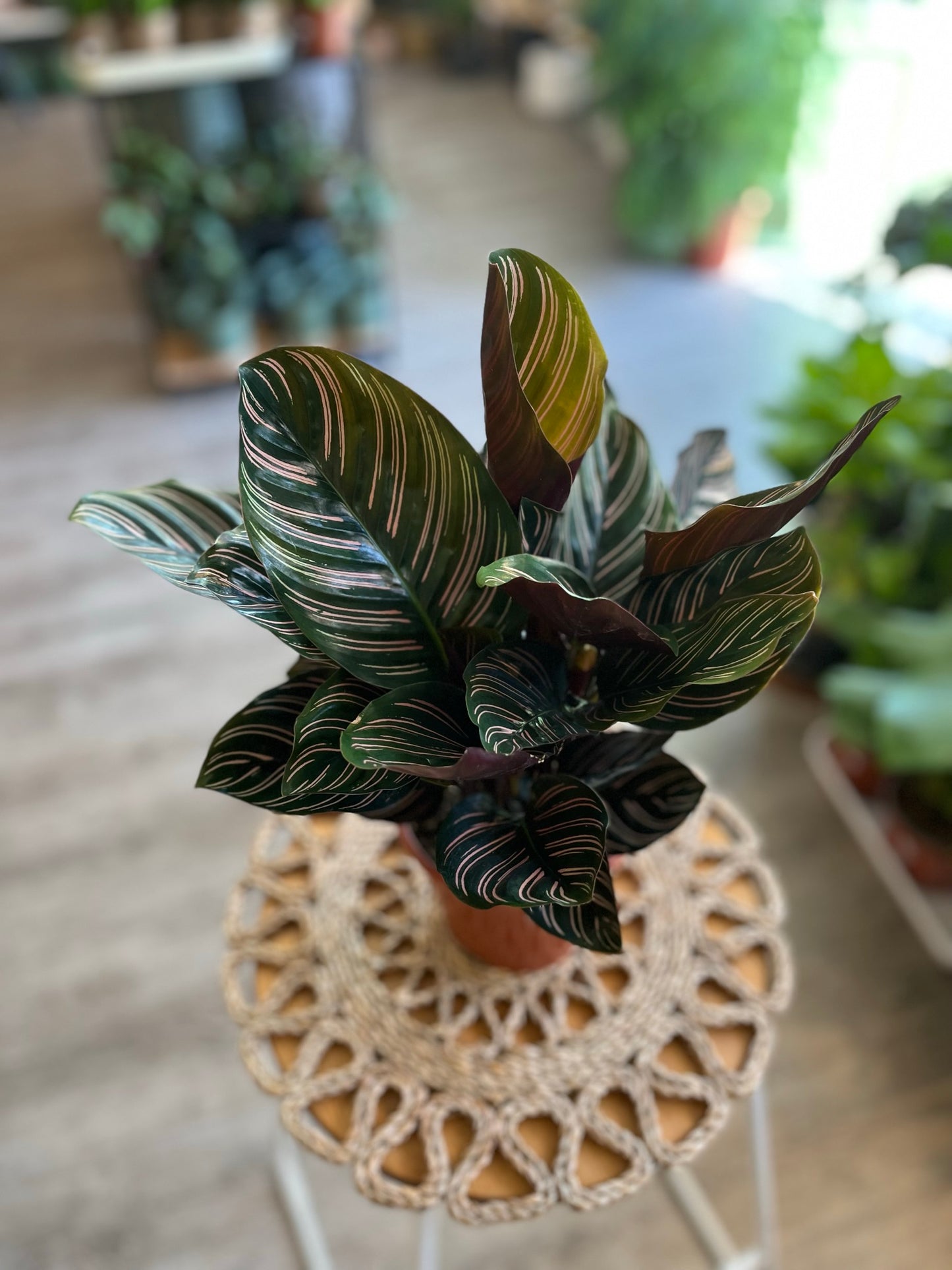 Calathea Pin Stripe