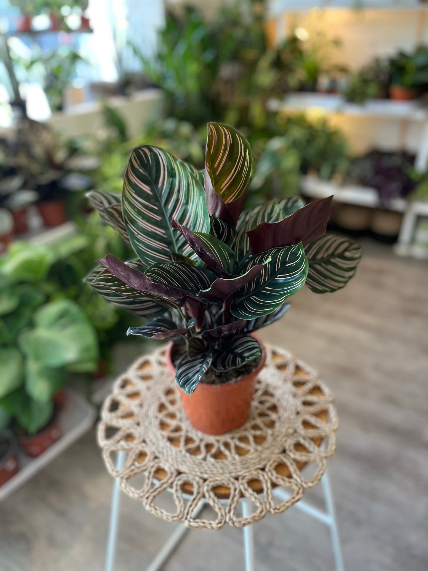 Calathea Pin Stripe
