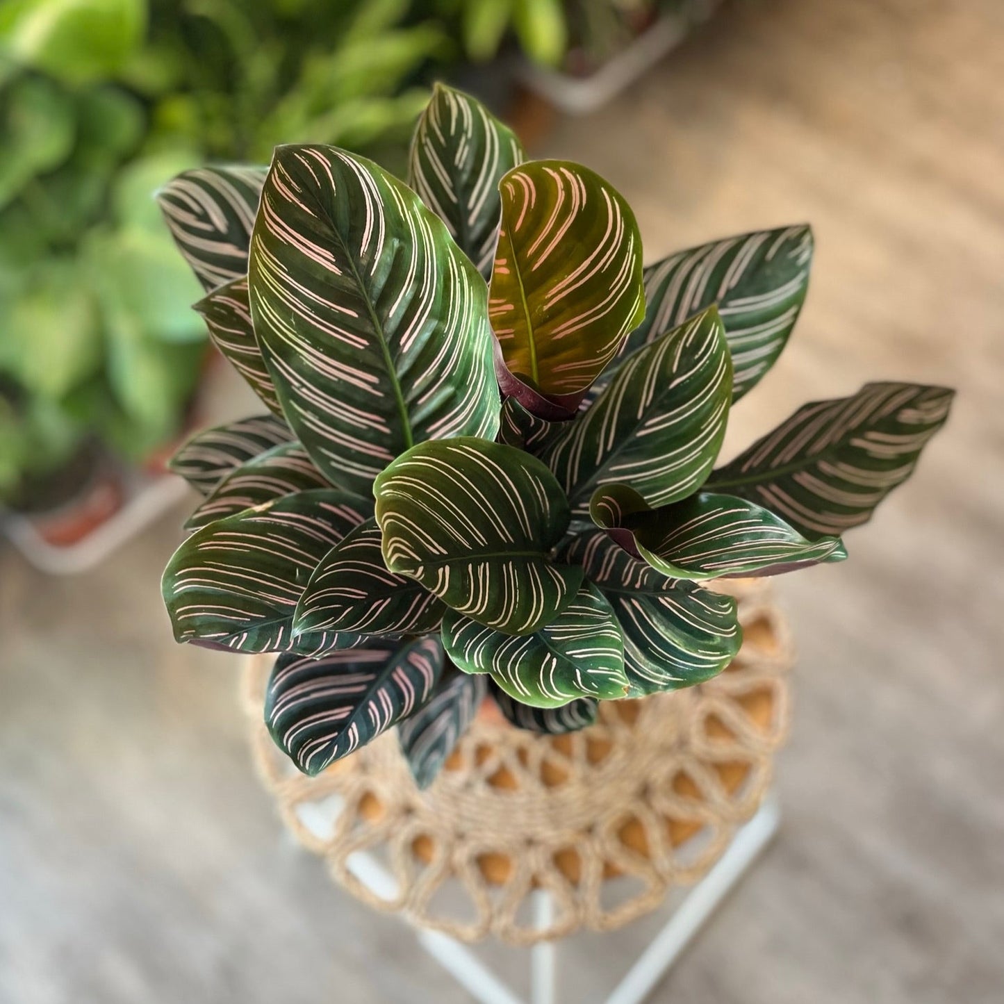 Calathea Pin Stripe