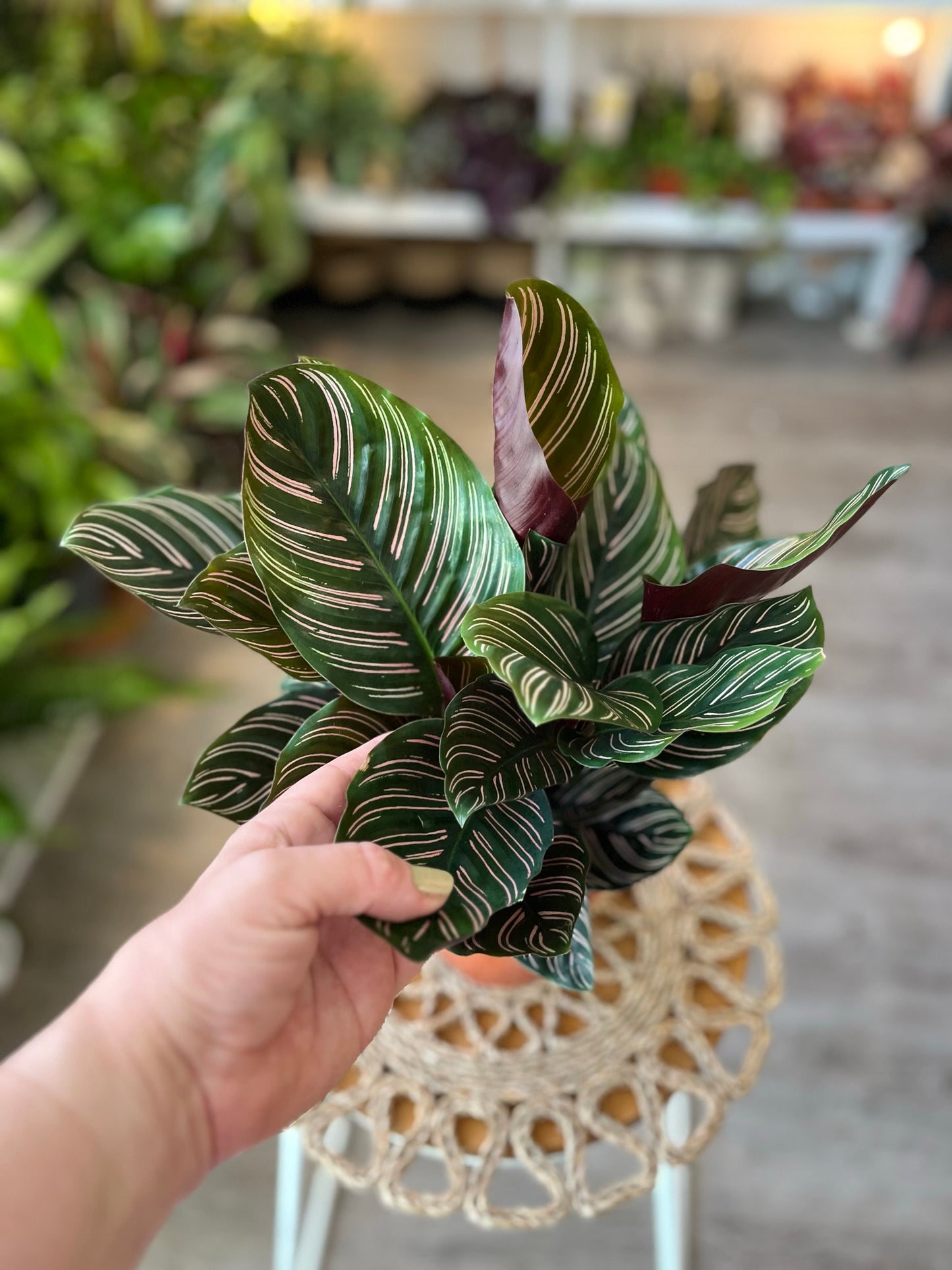 Calathea Pin Stripe